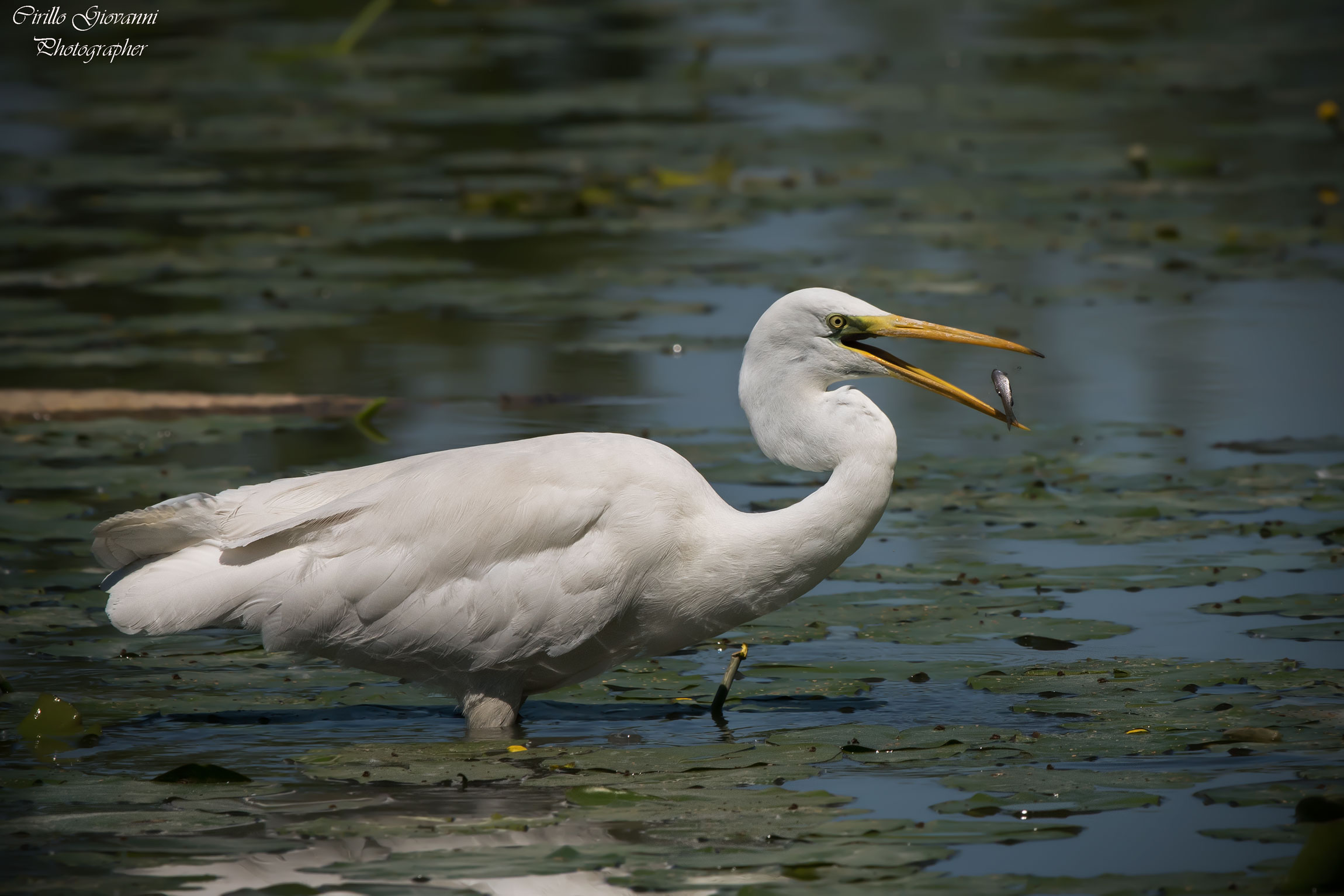 Airone bianco maggiore con preda
