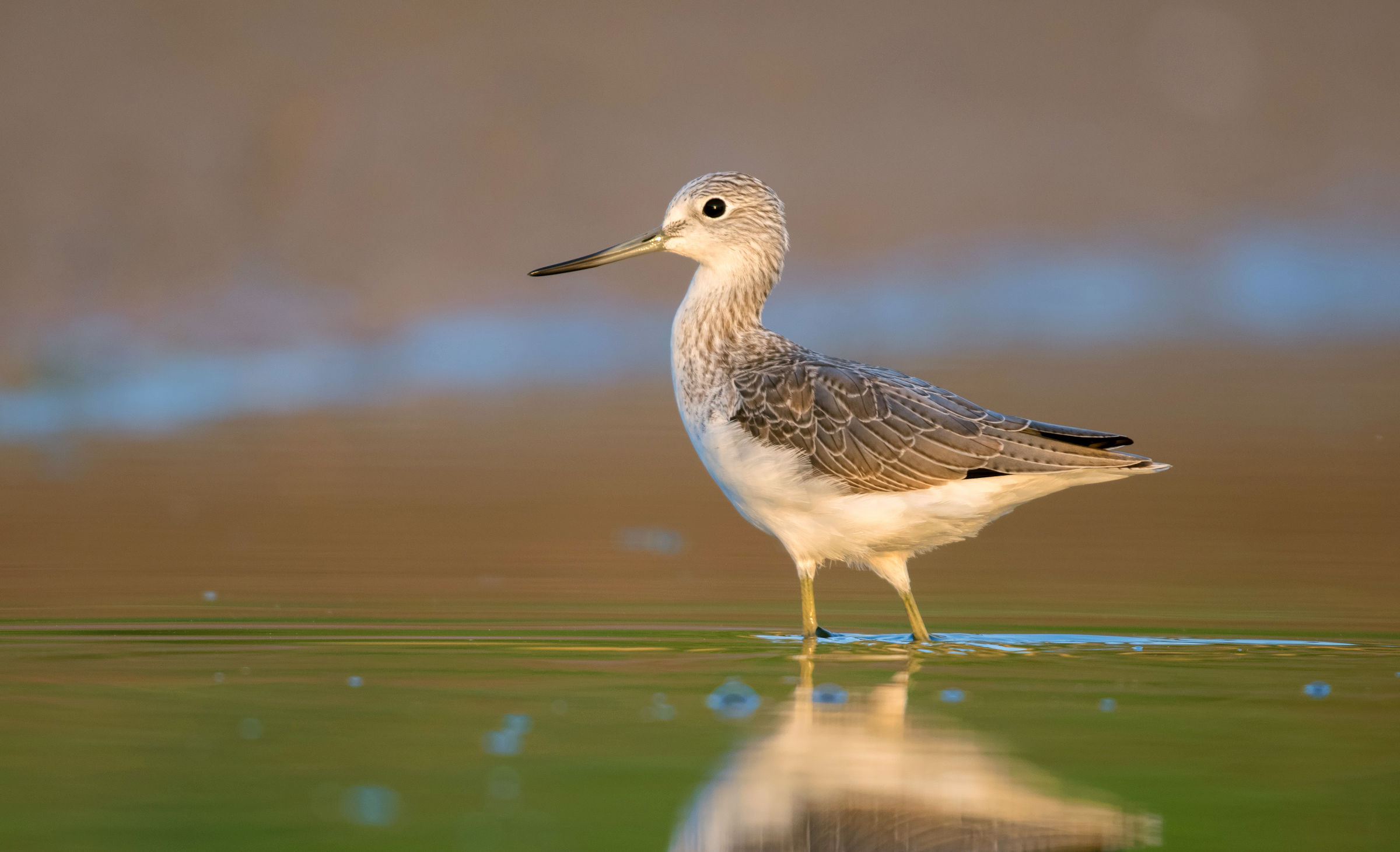 common greenshank