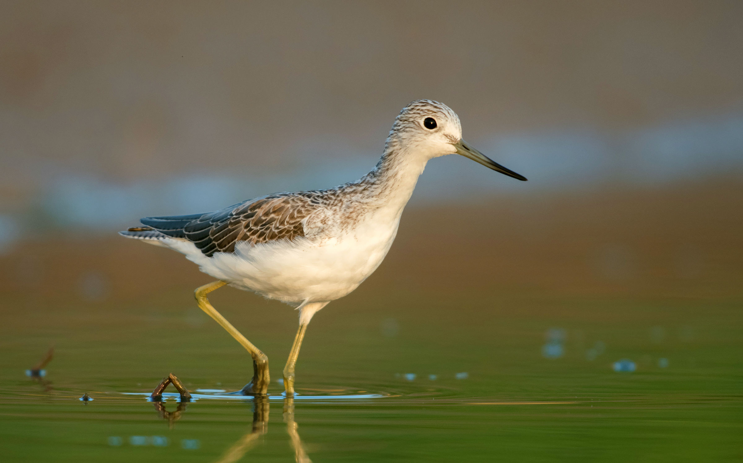 common greenshank
