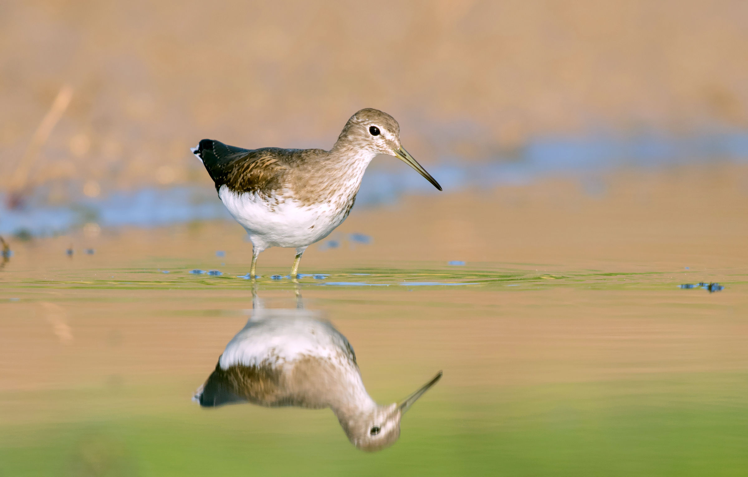 green sandpiper