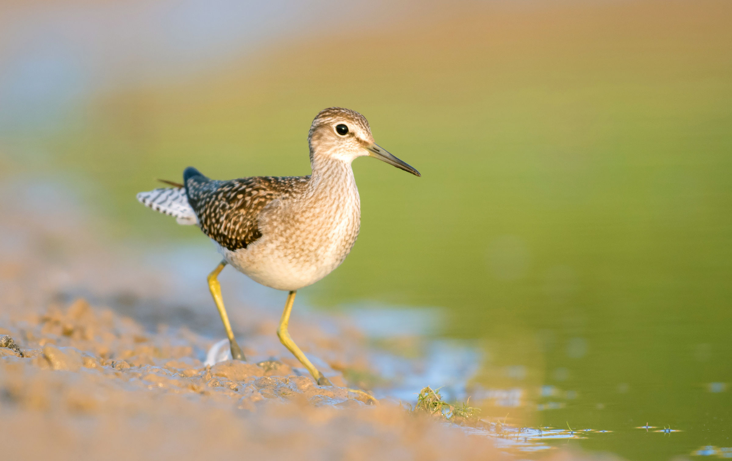 wood sandpiper