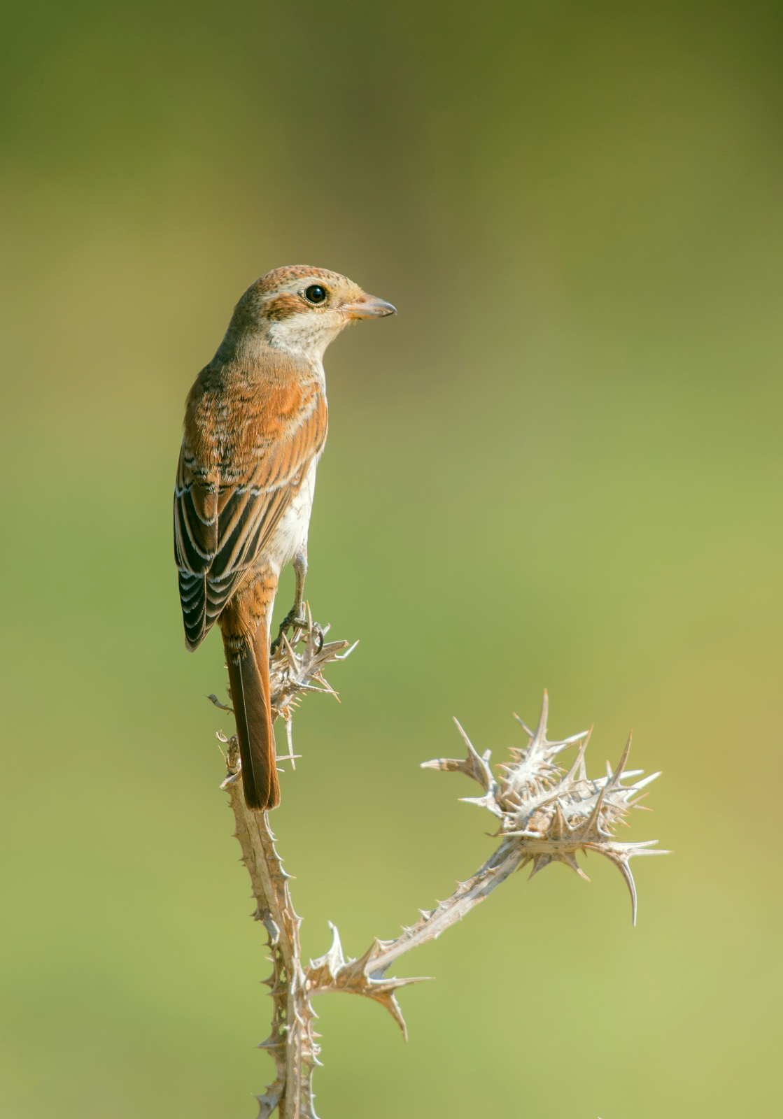 red backed shrike (juv)