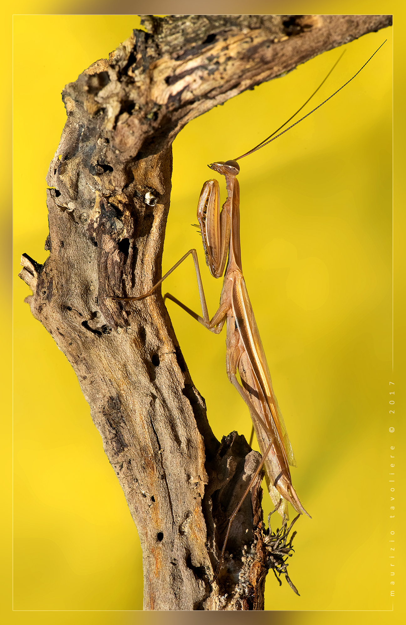 Mantide religiosa .. da balcone :)