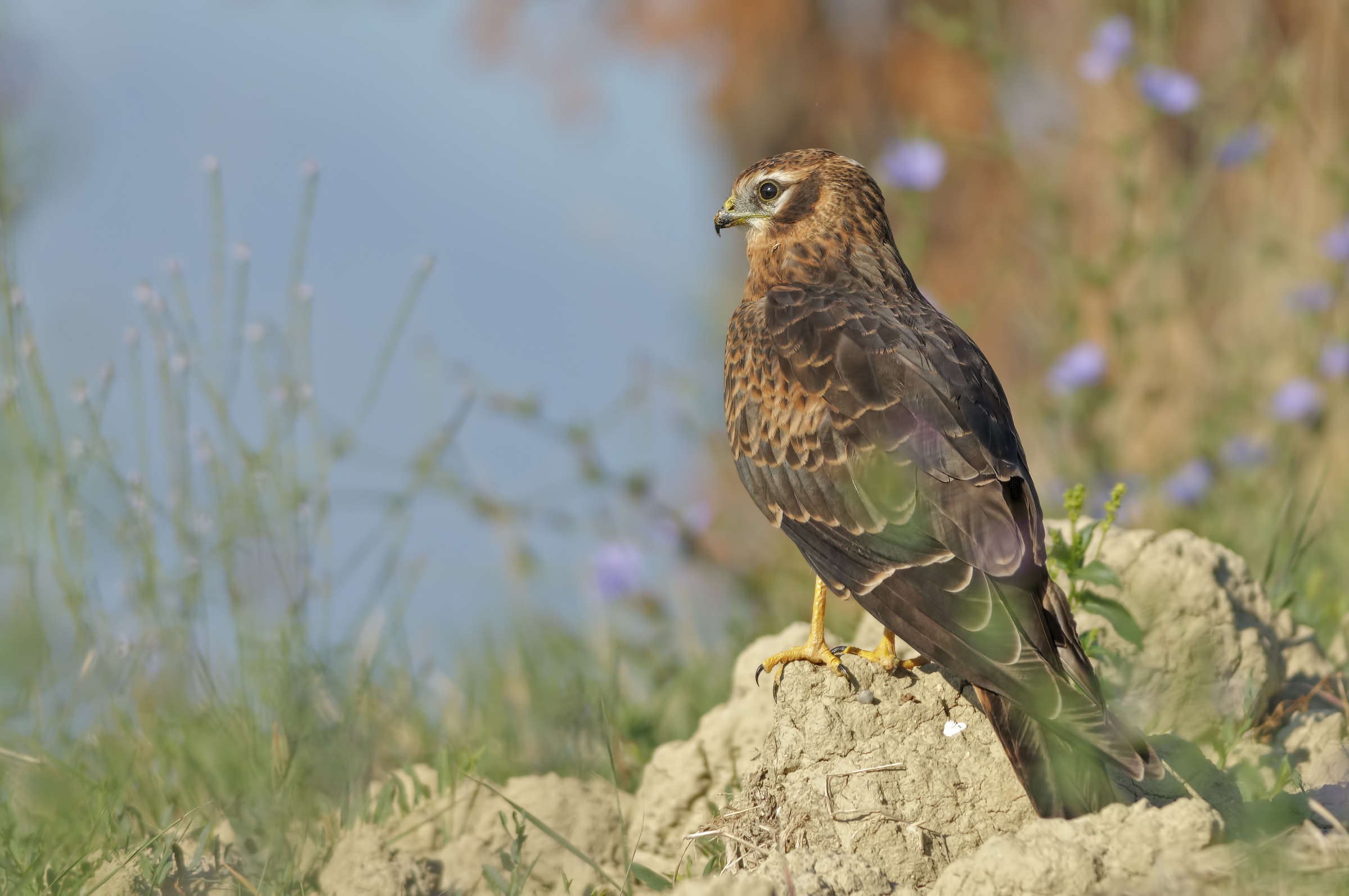 Lower Albanella (Circus pygargus)