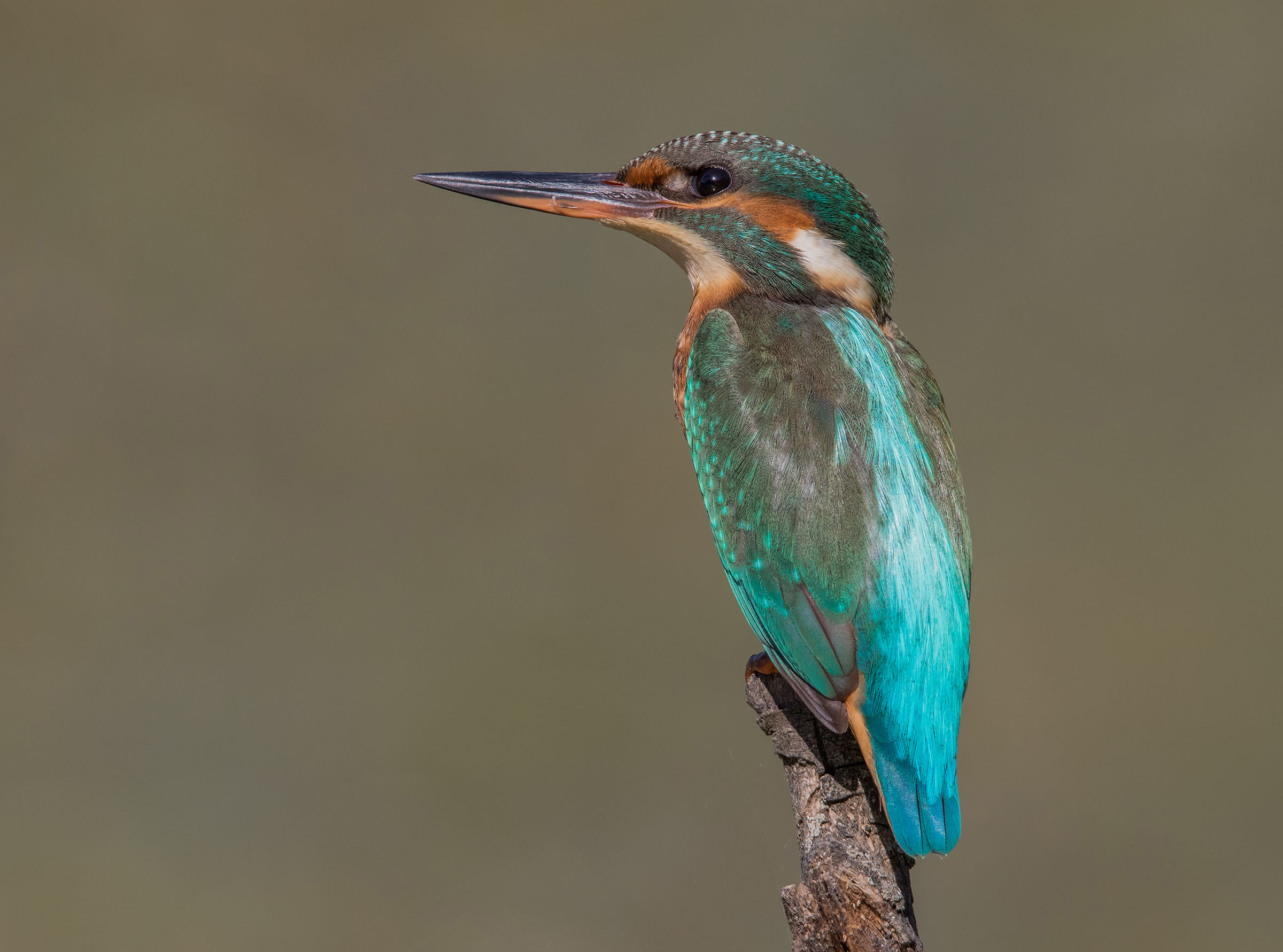 Martin Pescatore (f)