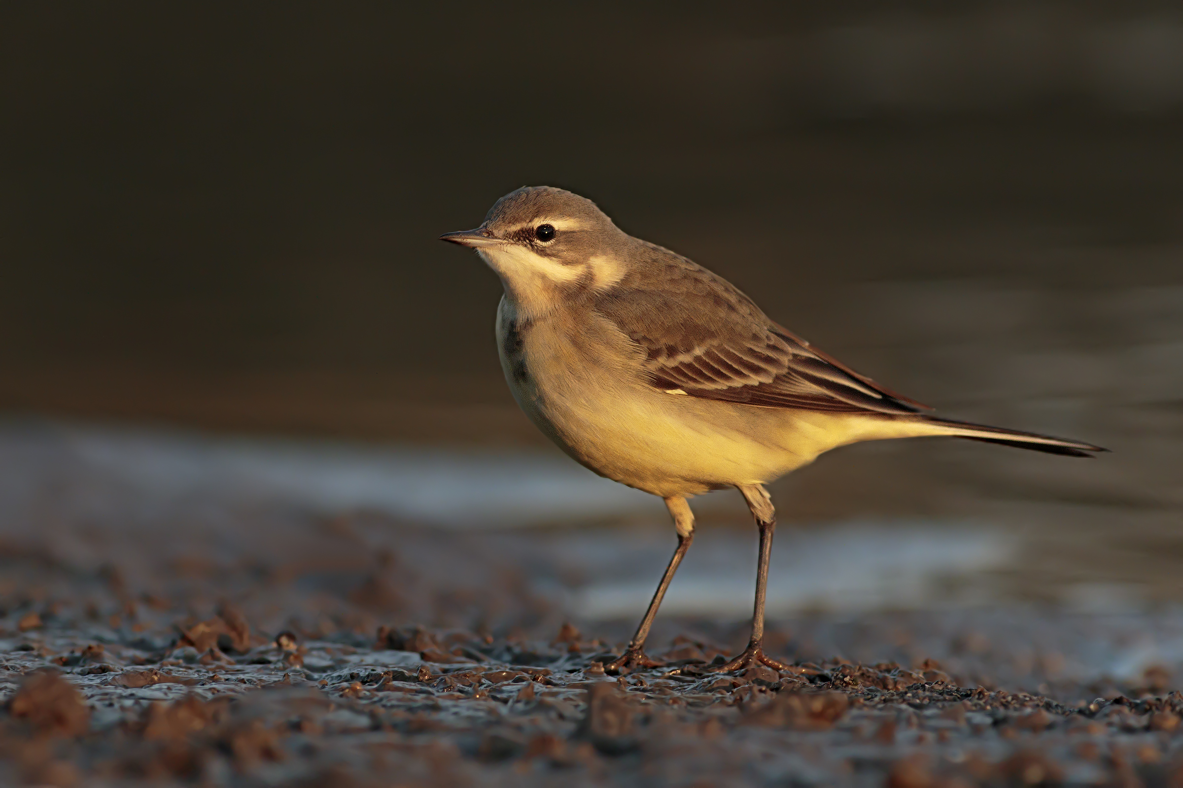Yellow Wagtail