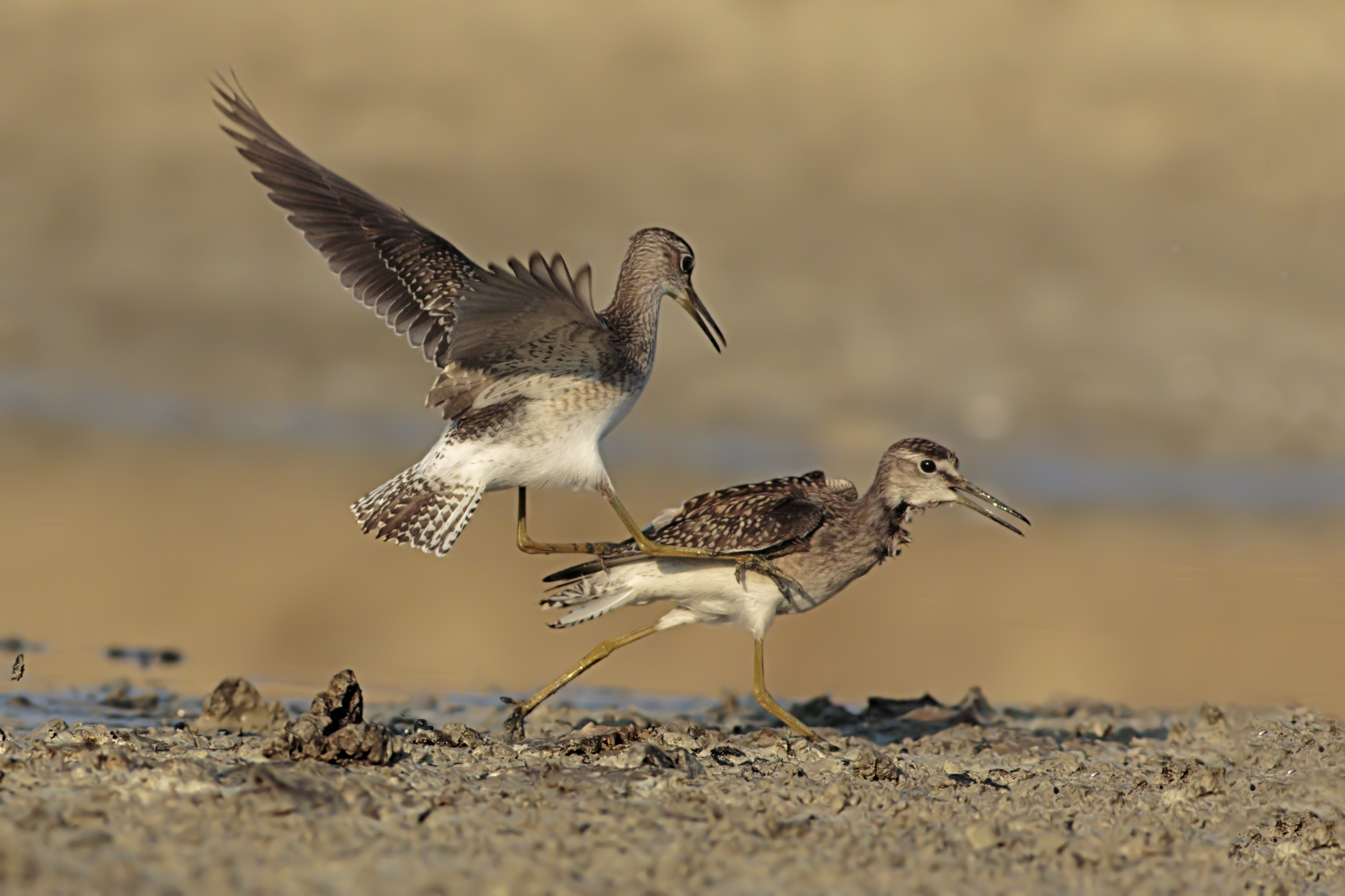 Piro Piro Boschereccio