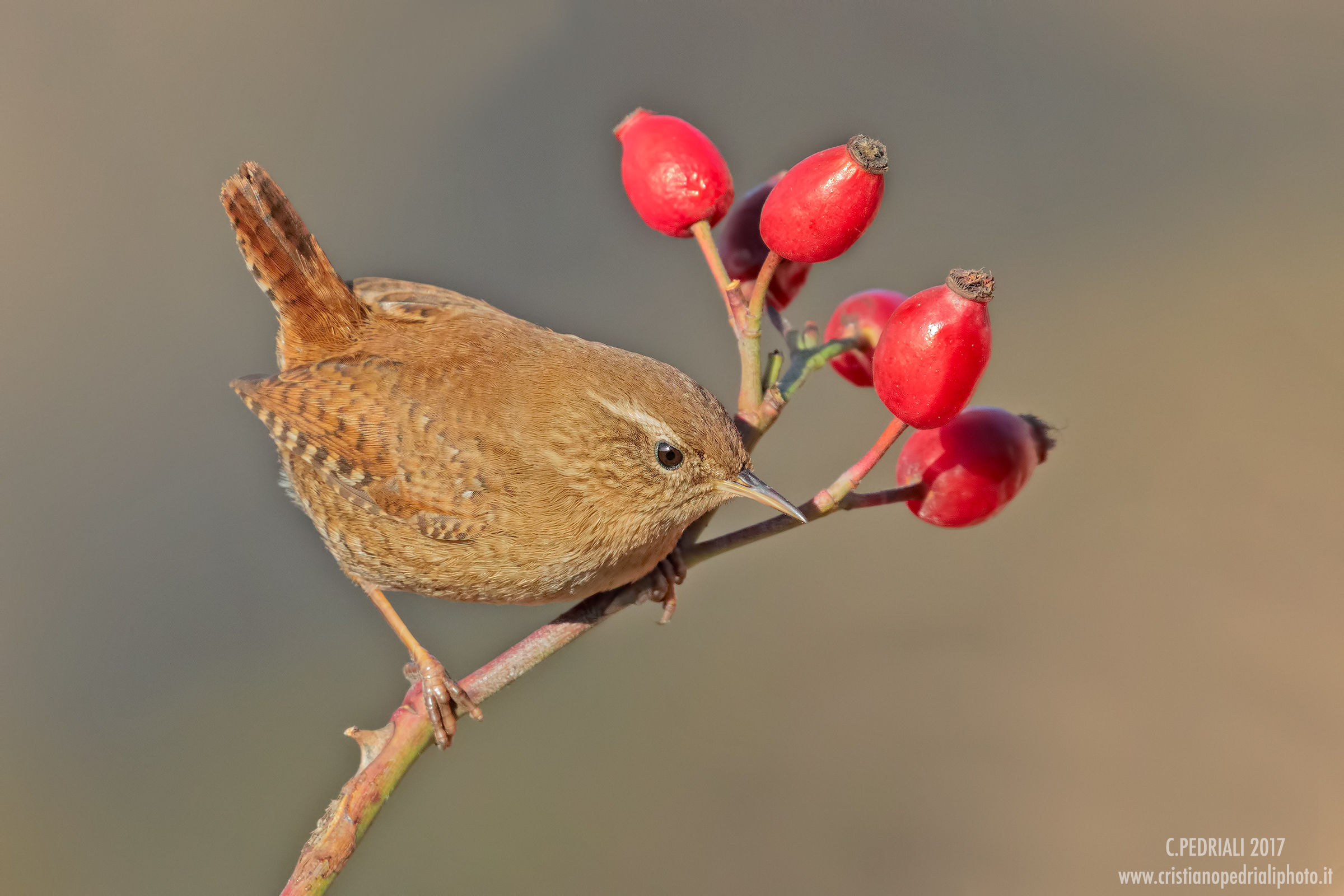 Red crab and berries
