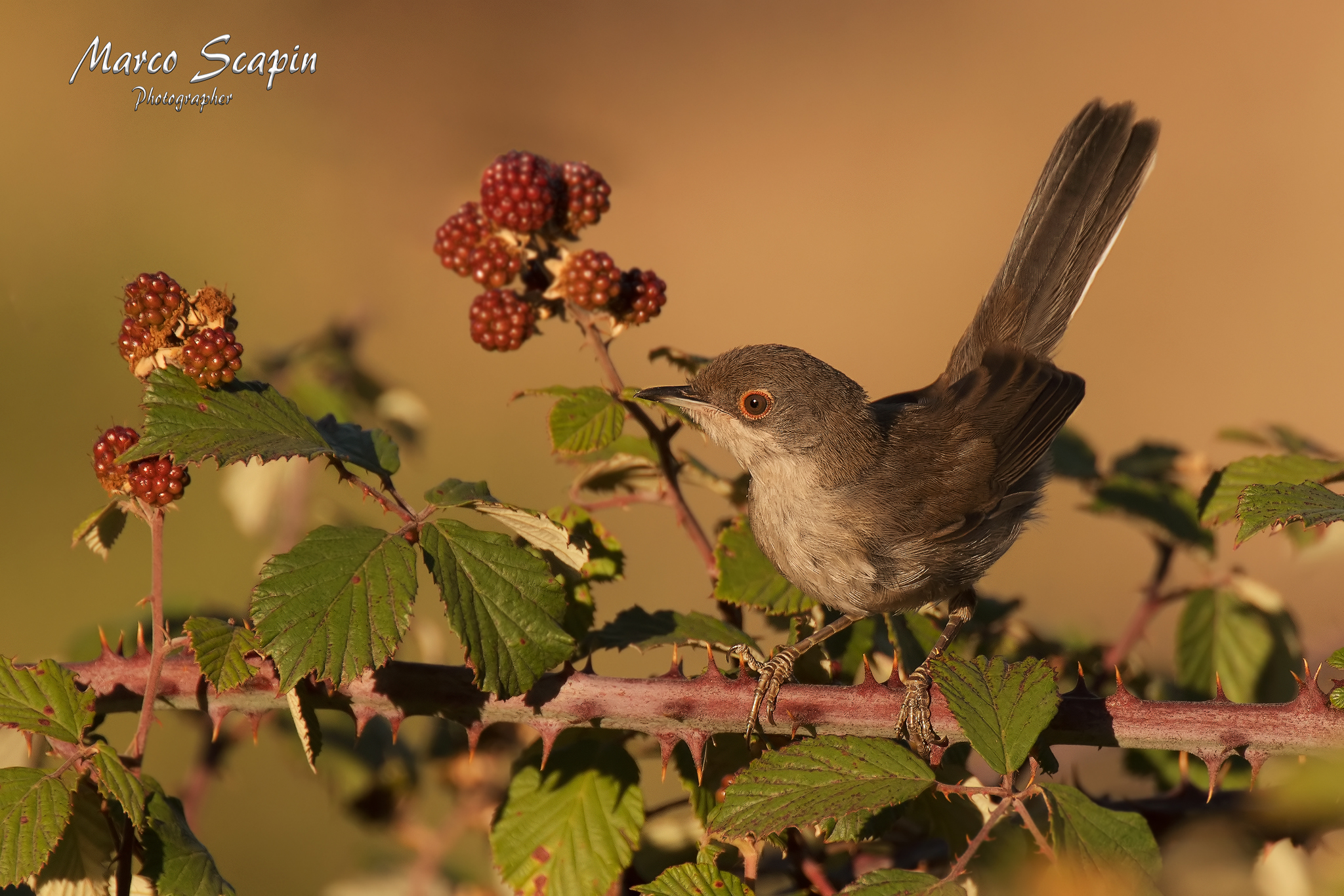 Le more e l'occhiocotto
