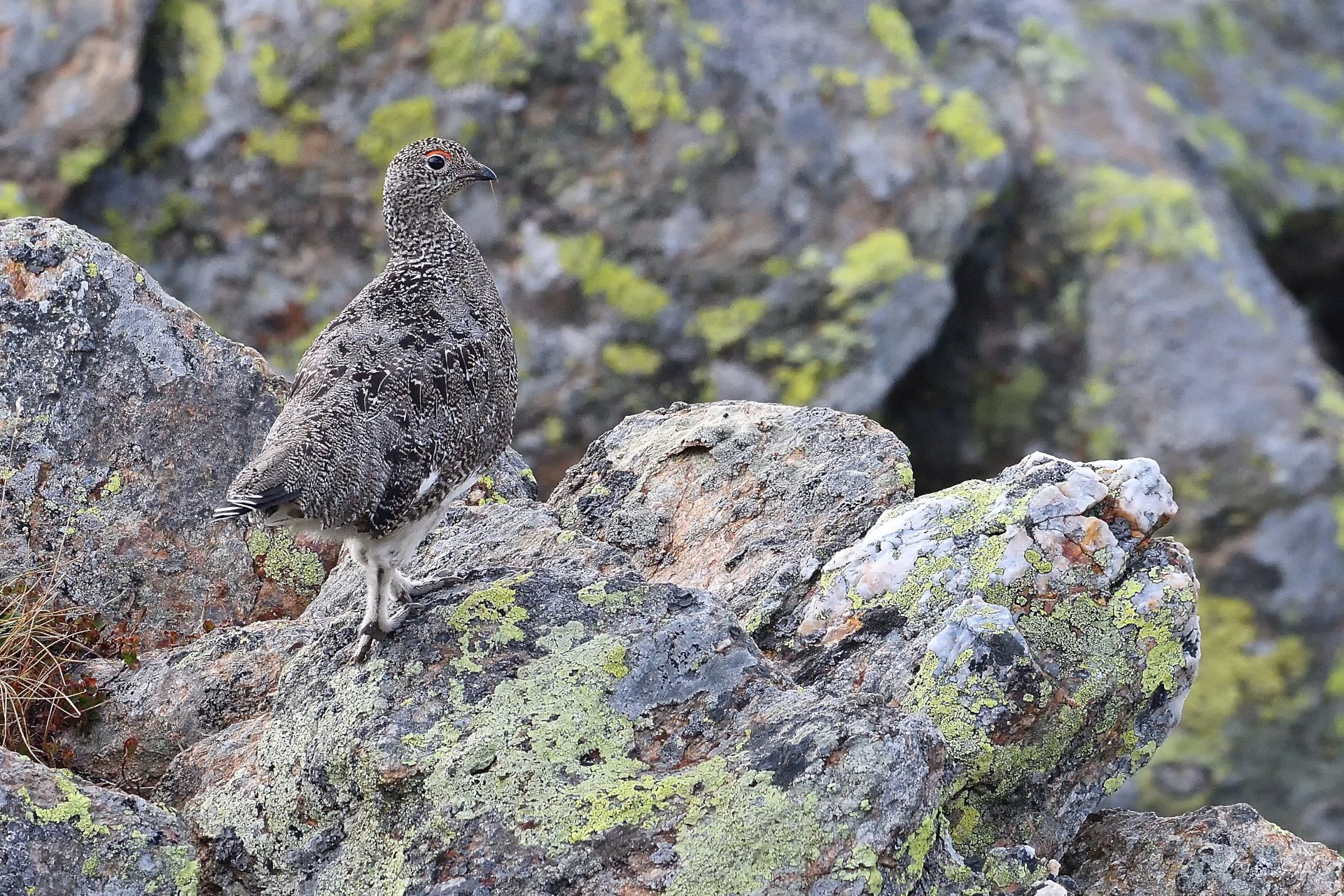 Giovane pernice bianca