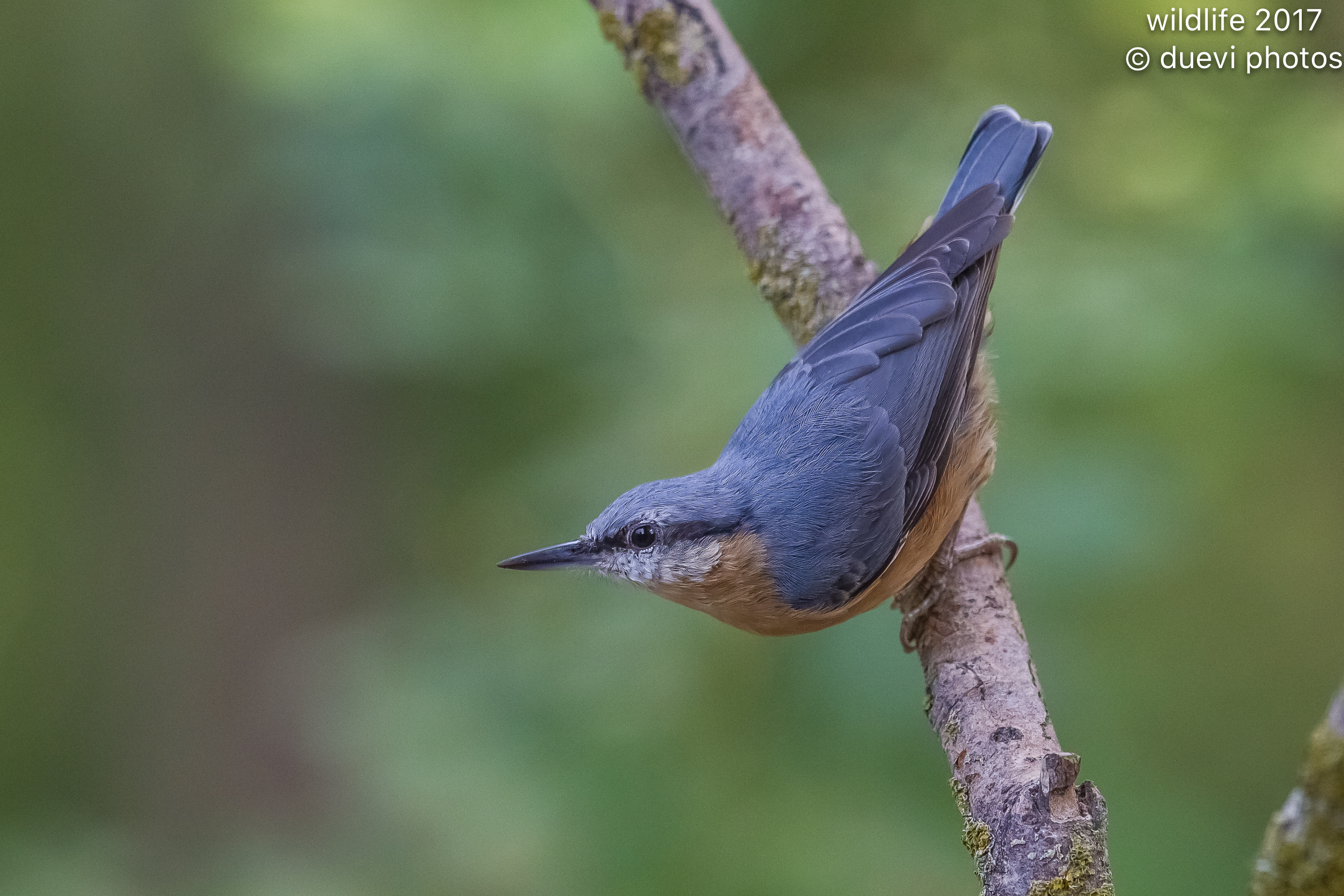Woodpecker Bricklayer