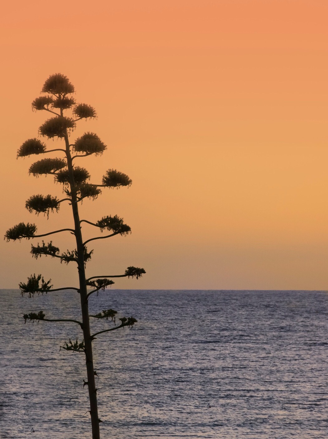 A sunset in solitude