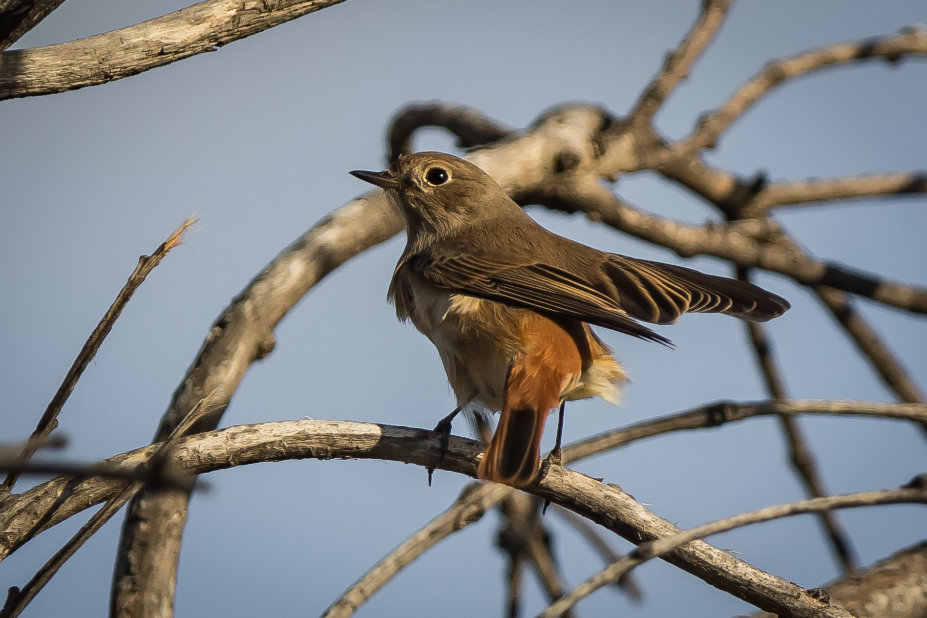 redstart