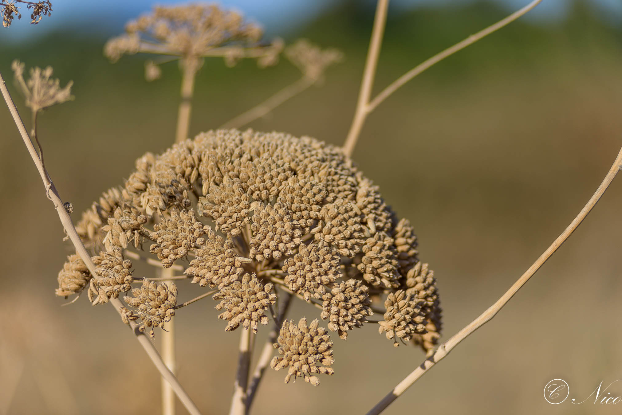 Natura morta o quasi...