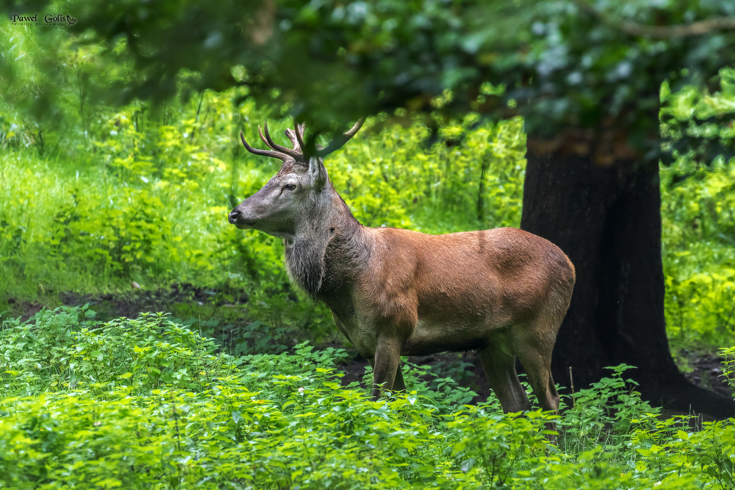 Red deer (Cervus elaphus)