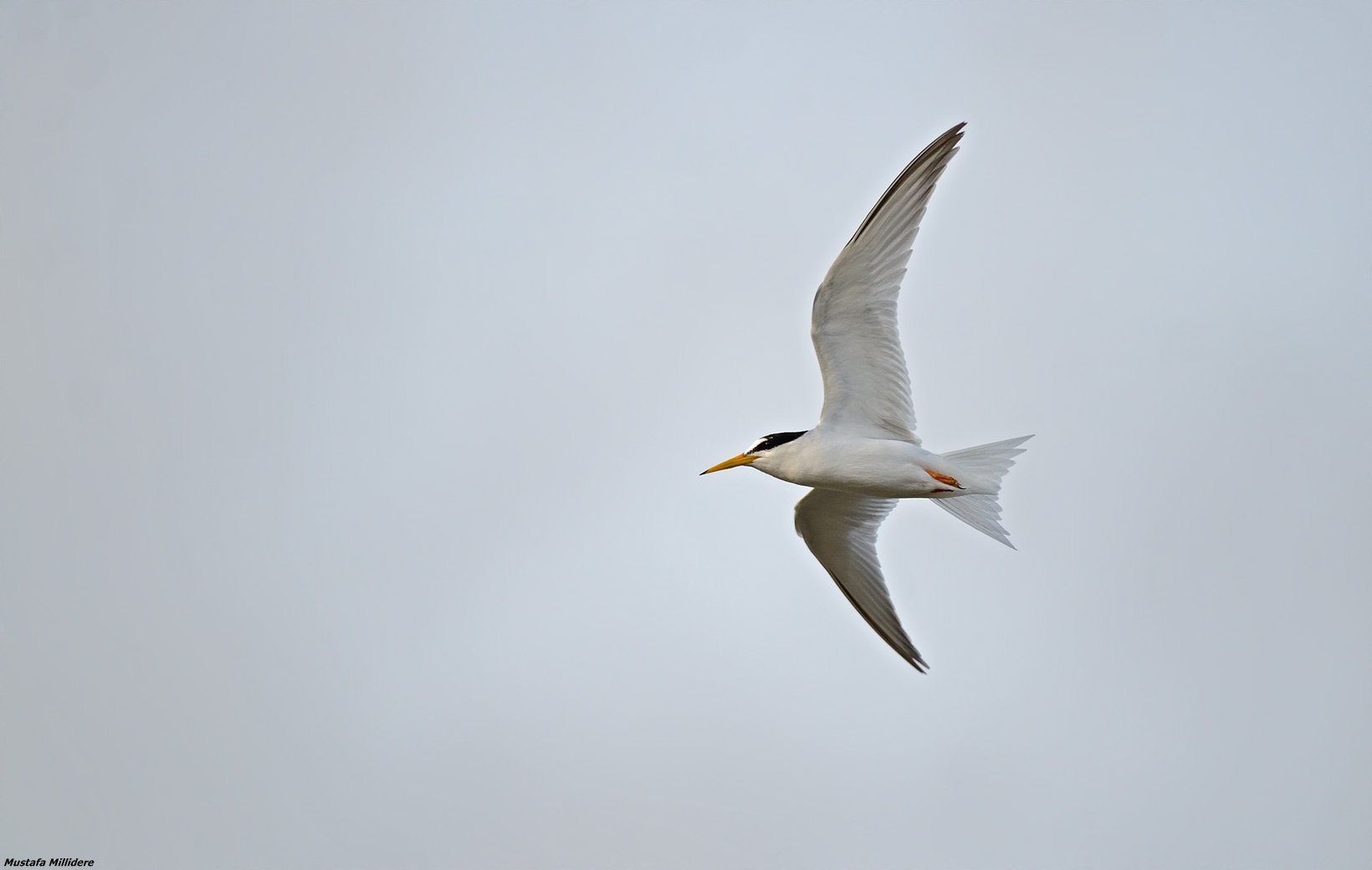 Little Tern ...