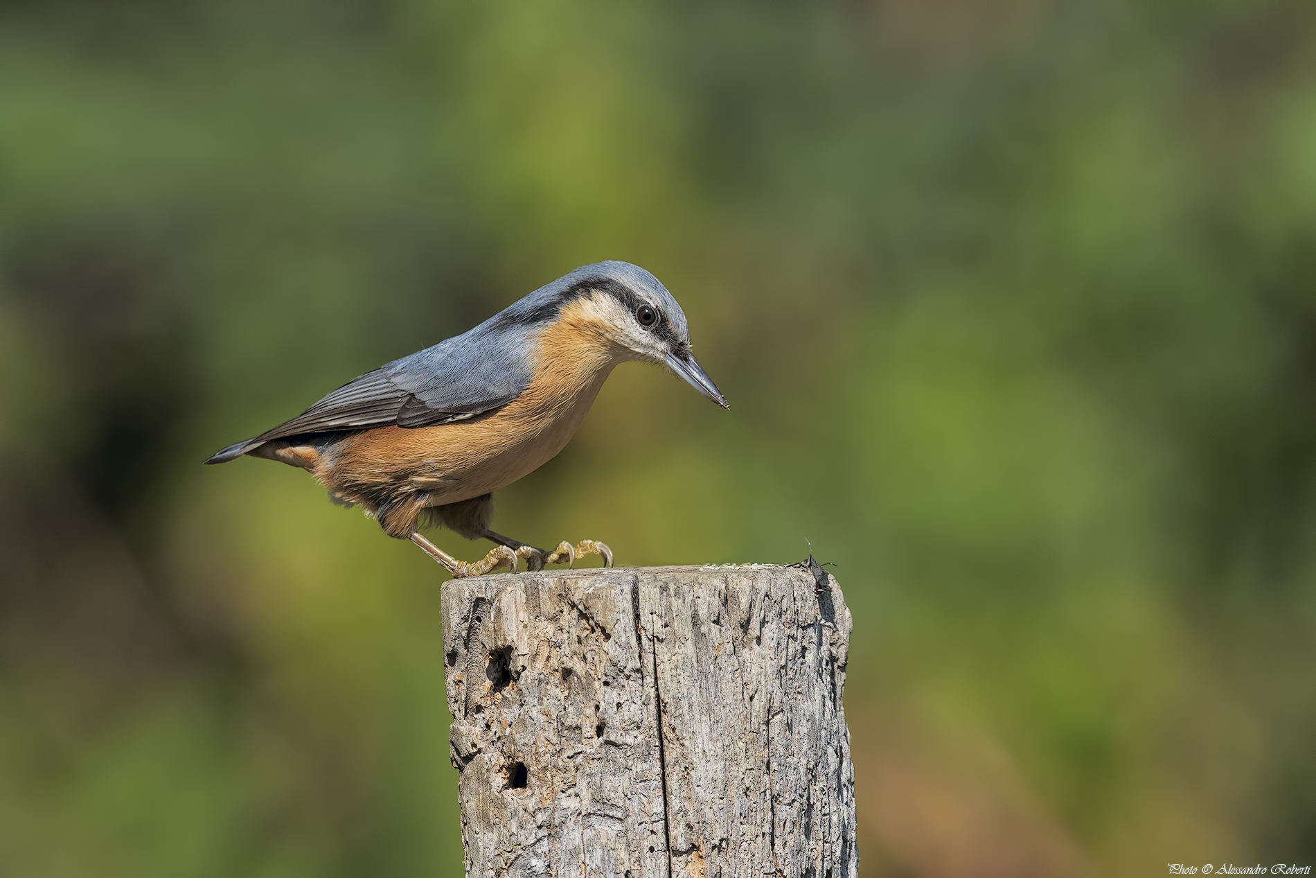 The woodpecker & the litter ...... that stinks this litt...