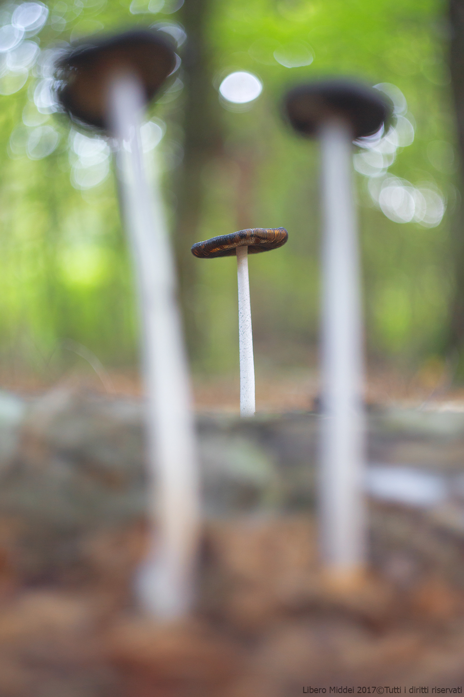 Coprinus