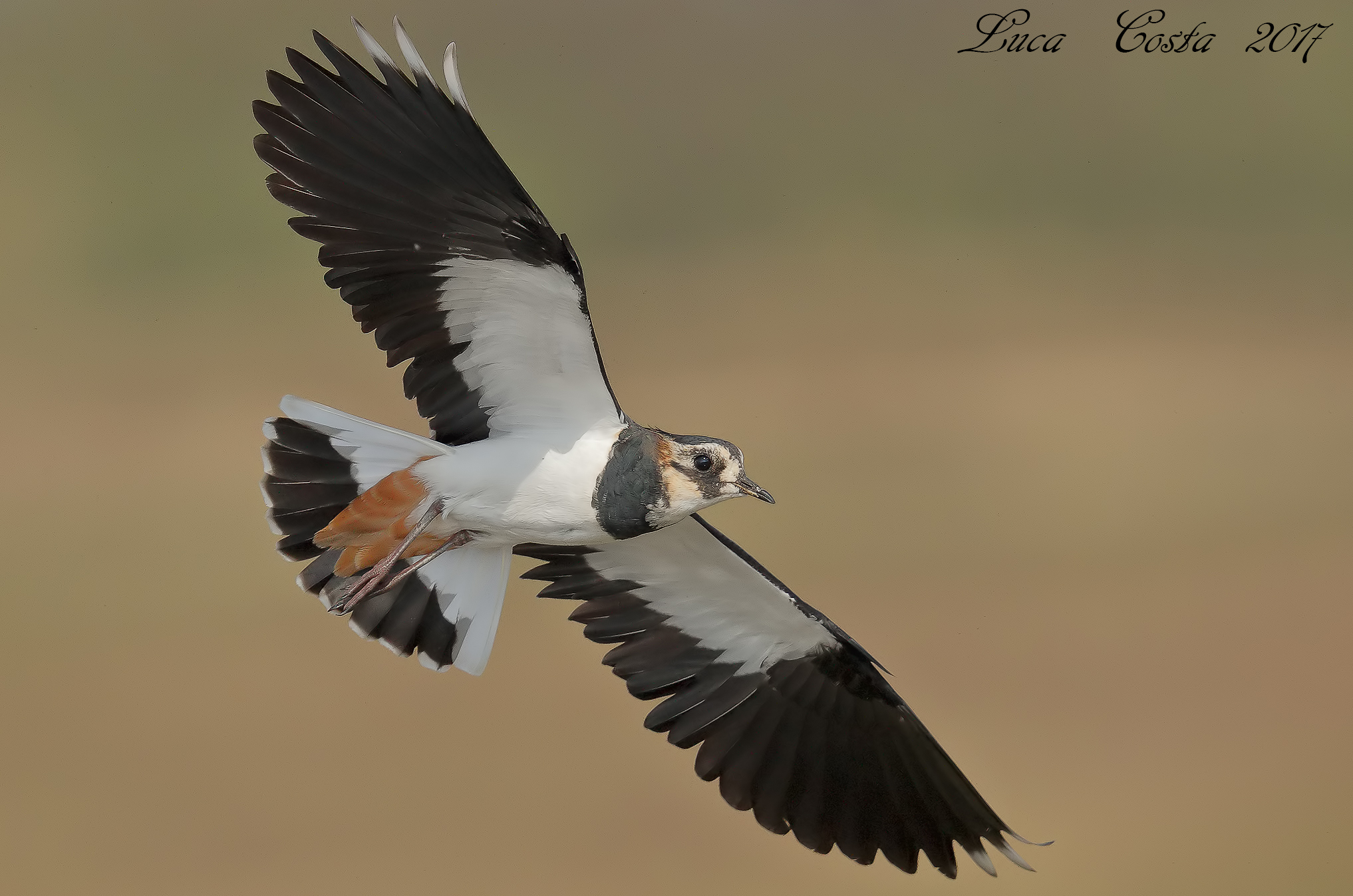 Pavocella on the fly