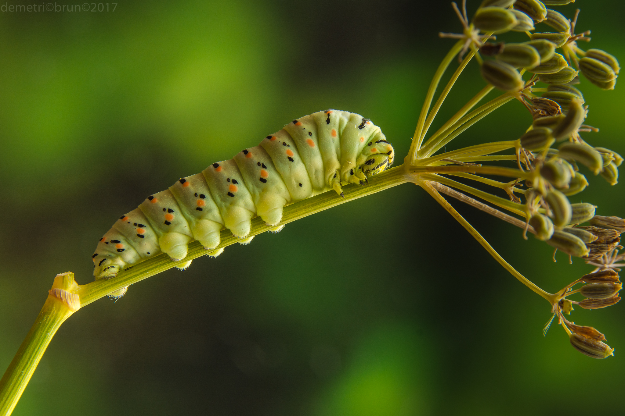 Macro of papilio macaone