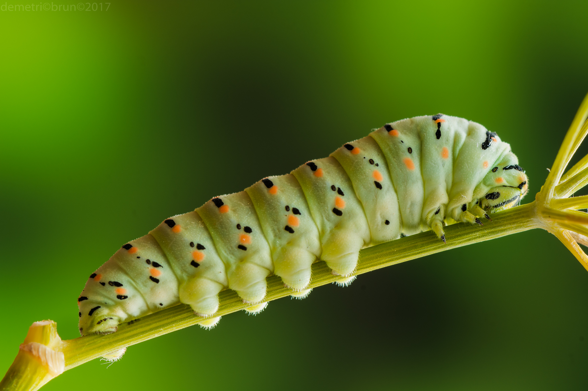 Macro of papilio macaone