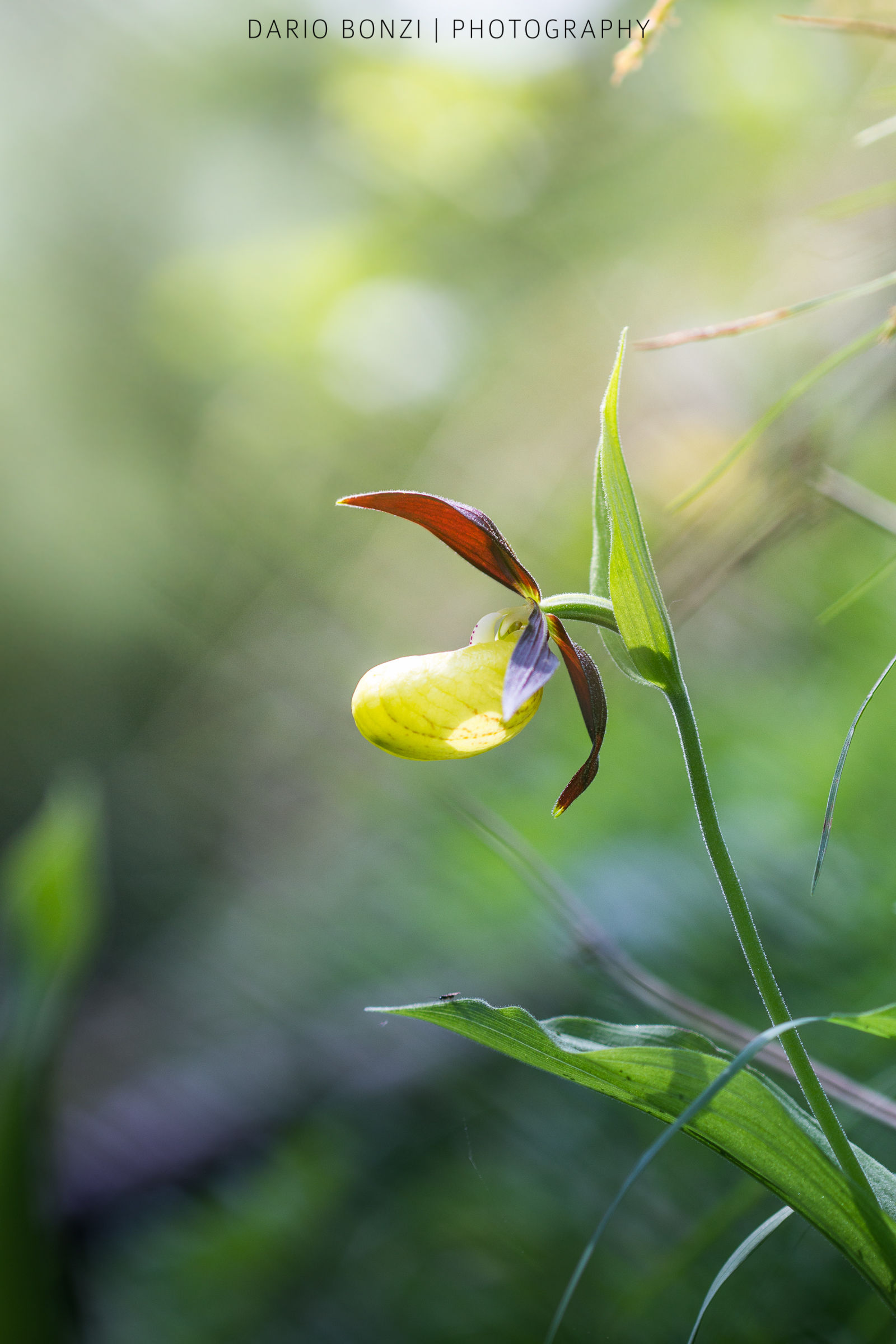 Spells of the undergrowth