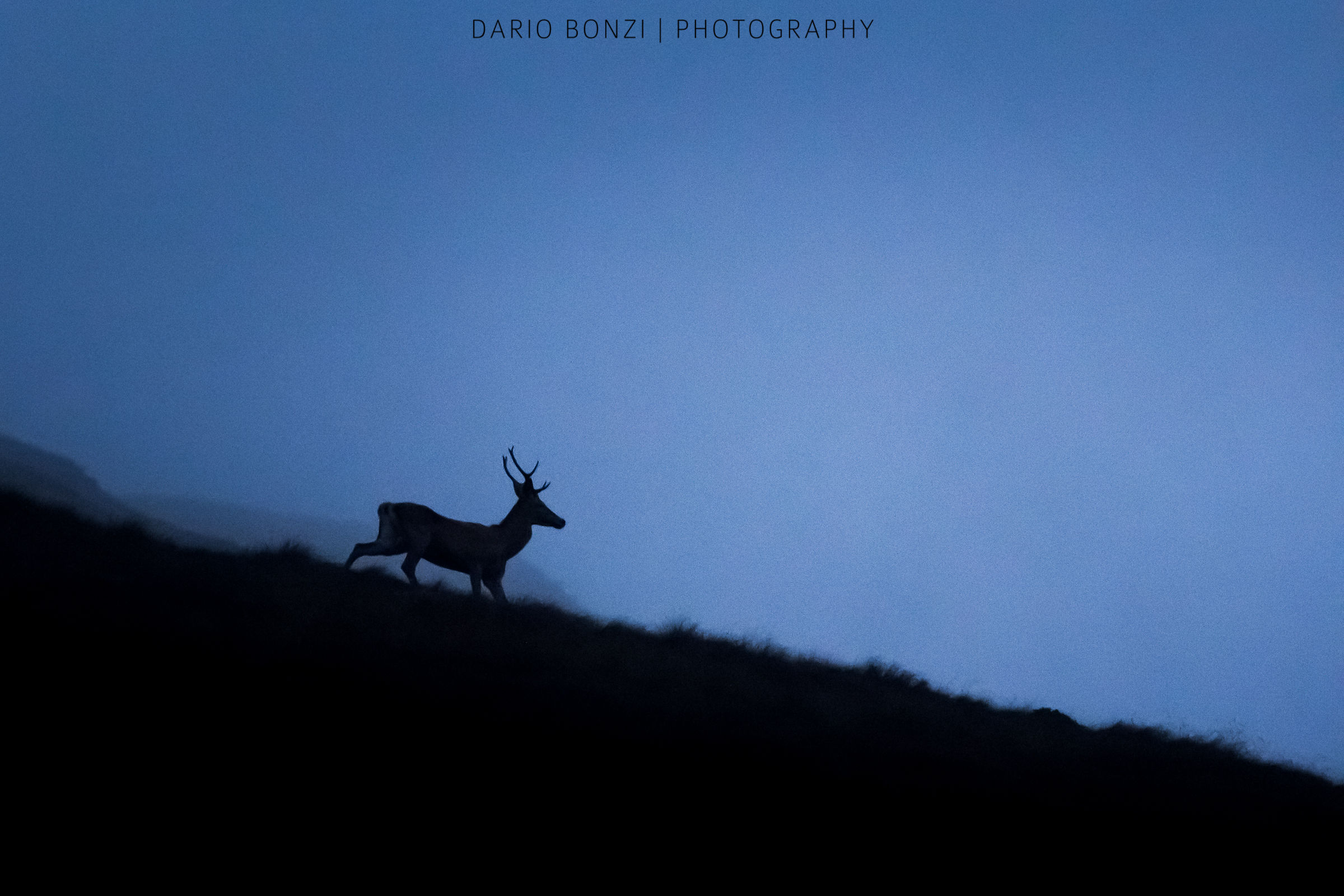 Brambles echo in the valleys