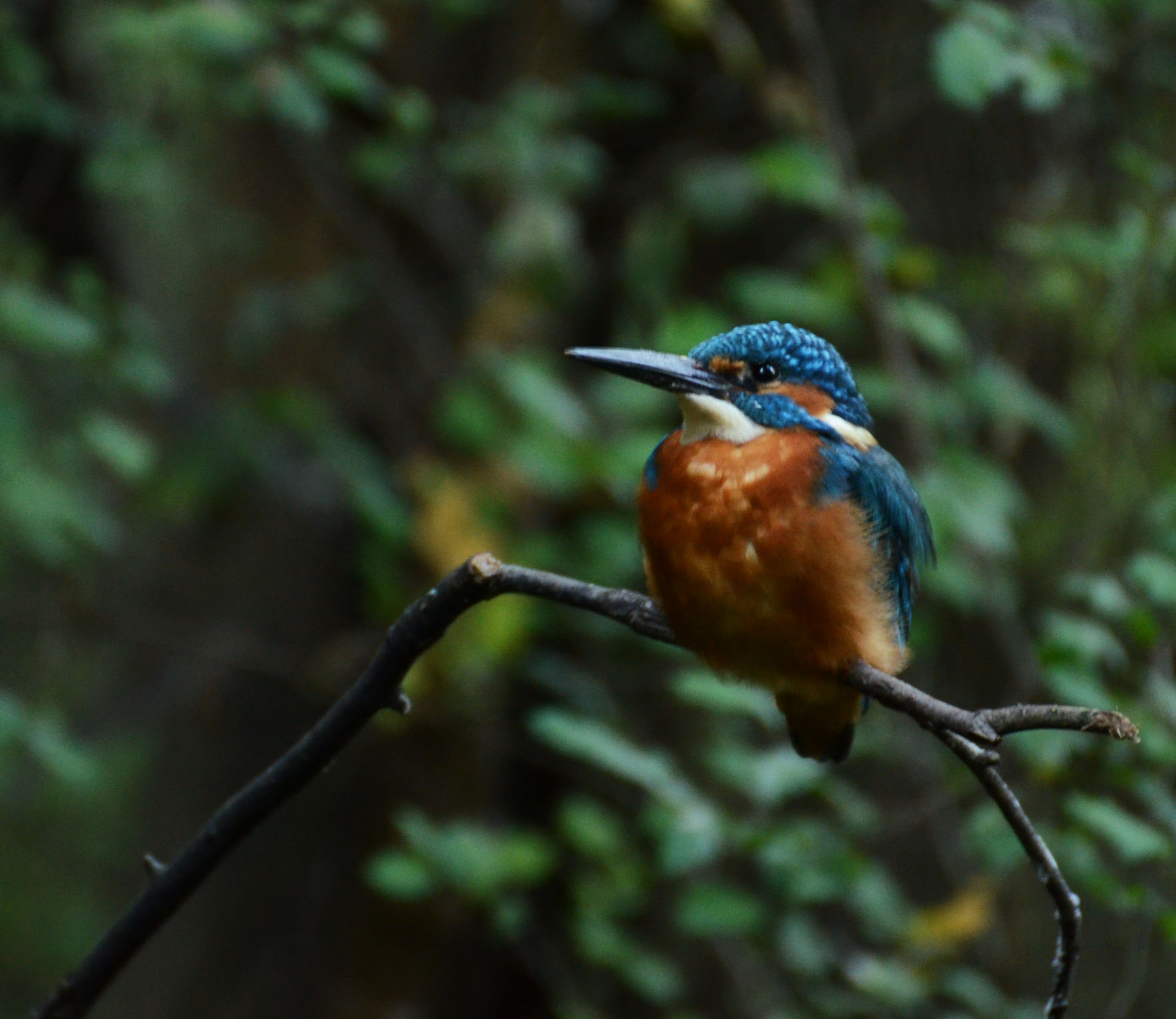 The fisherman Martin