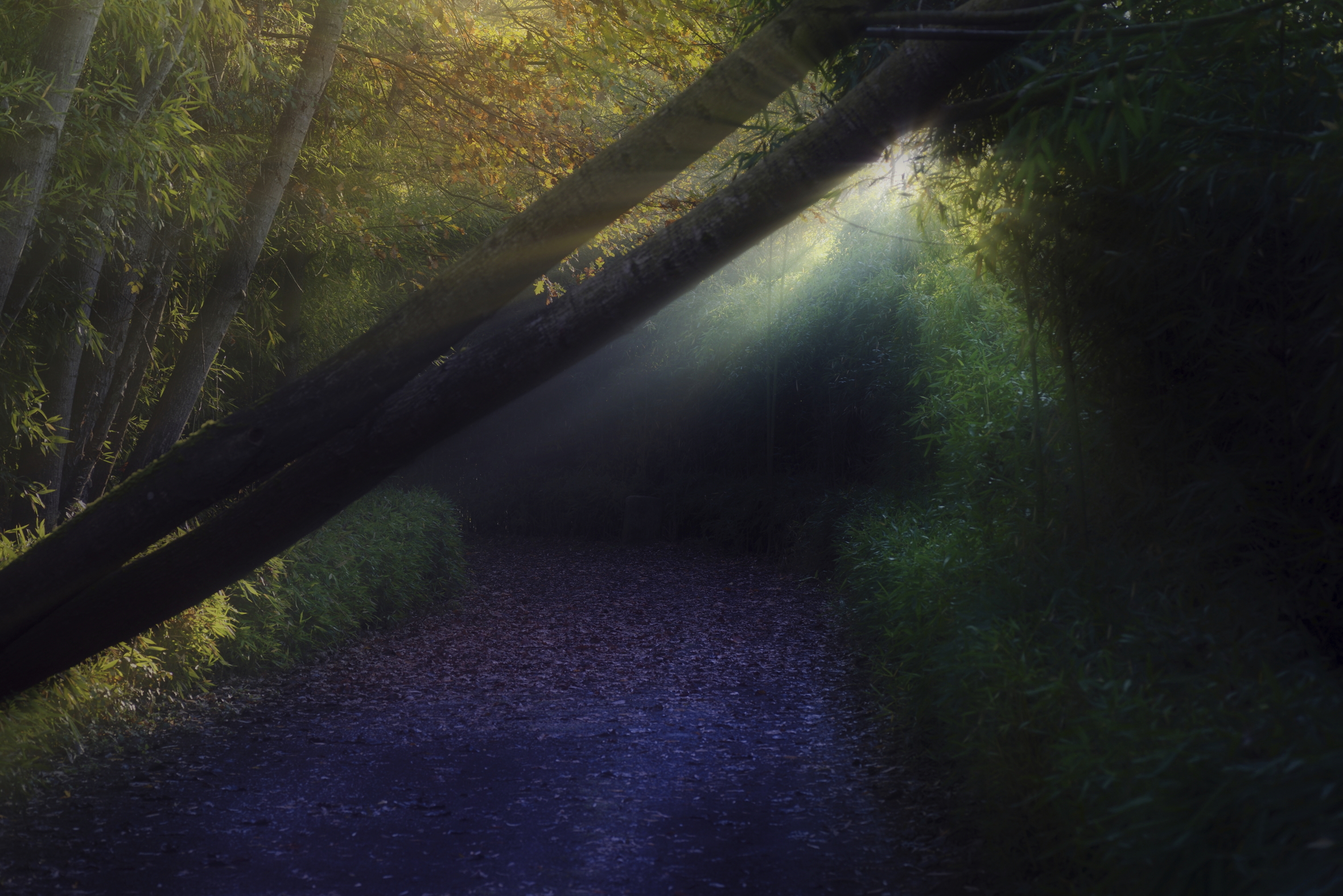 Punto luce tra due alberi caduti