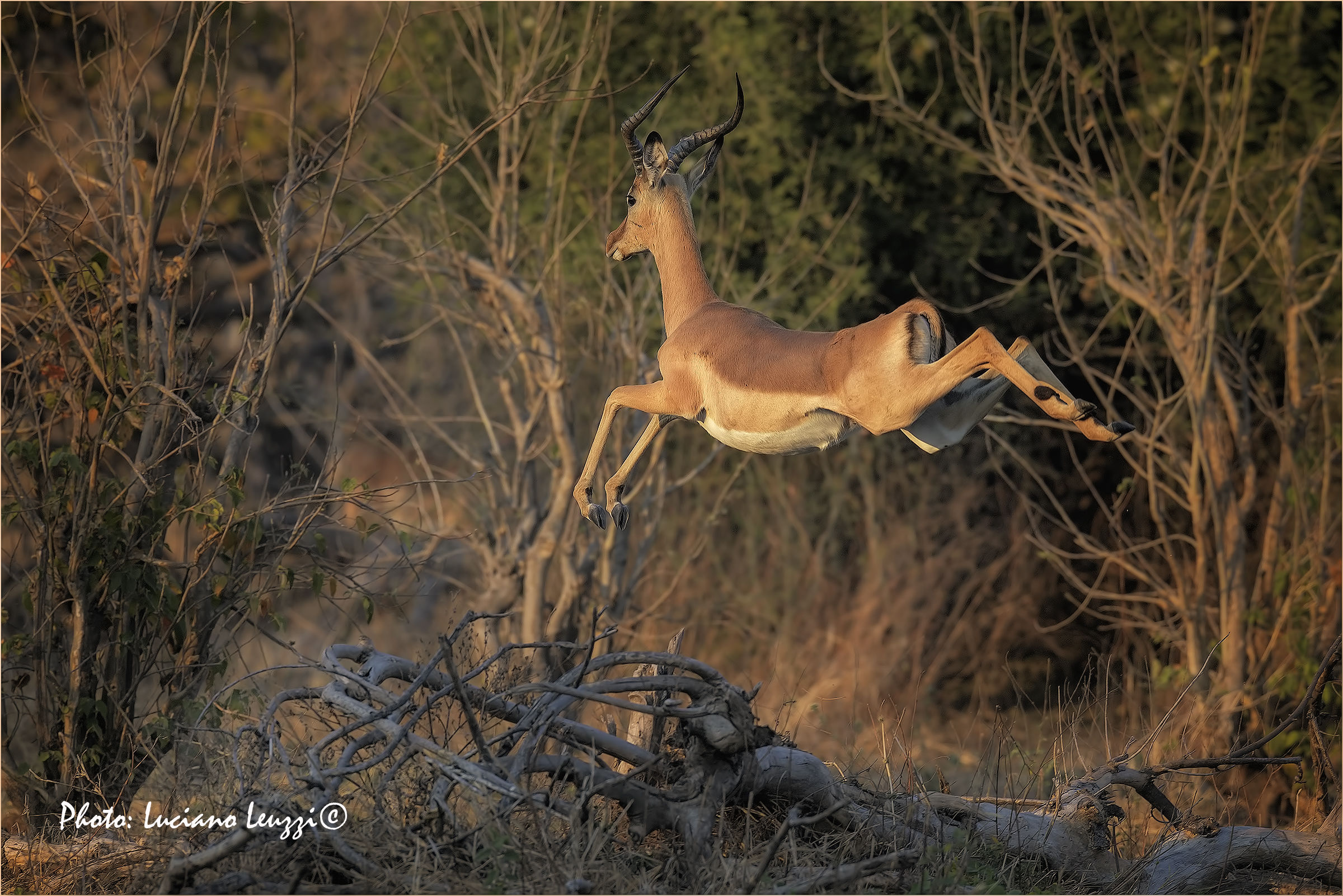 Prove di salto all'alba