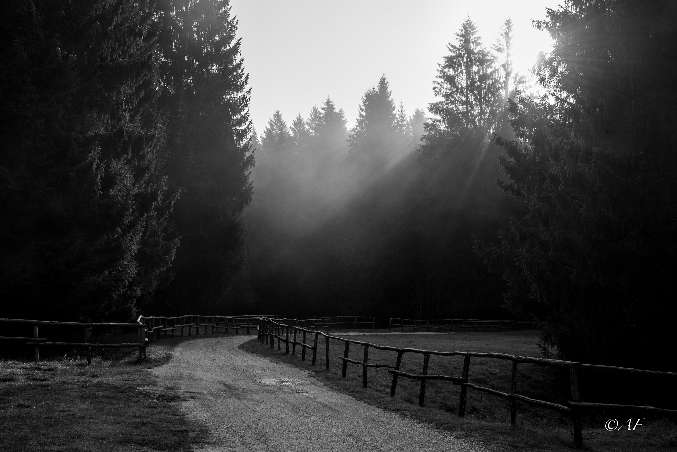 towards the woods ...