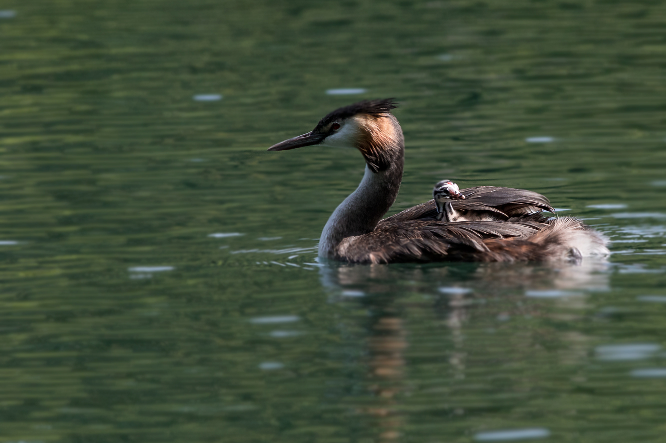 A pasegio con la mama
