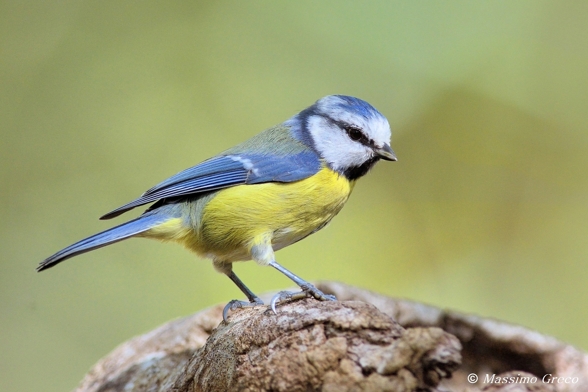 Cinciarella (Cyanistes caeruleus)