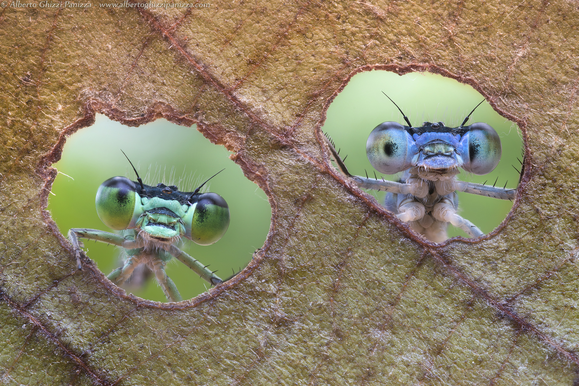 Affacciate alla finestra