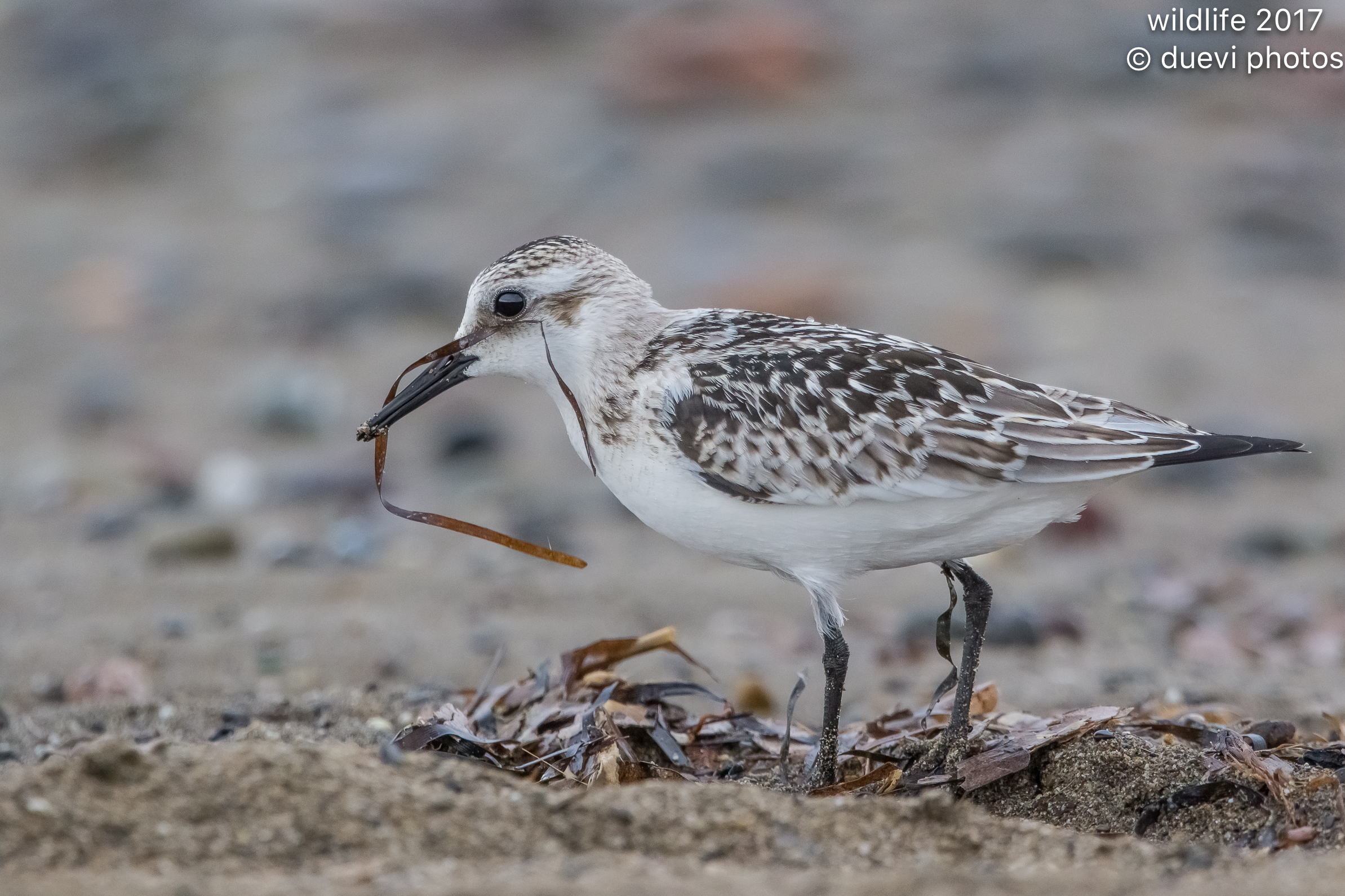 Piovanello tridattilo