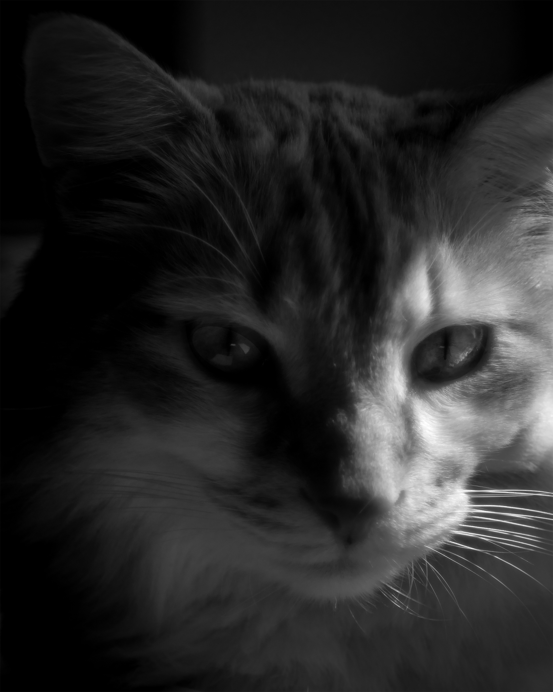 Ritratto di Micio a f 1,8 BN