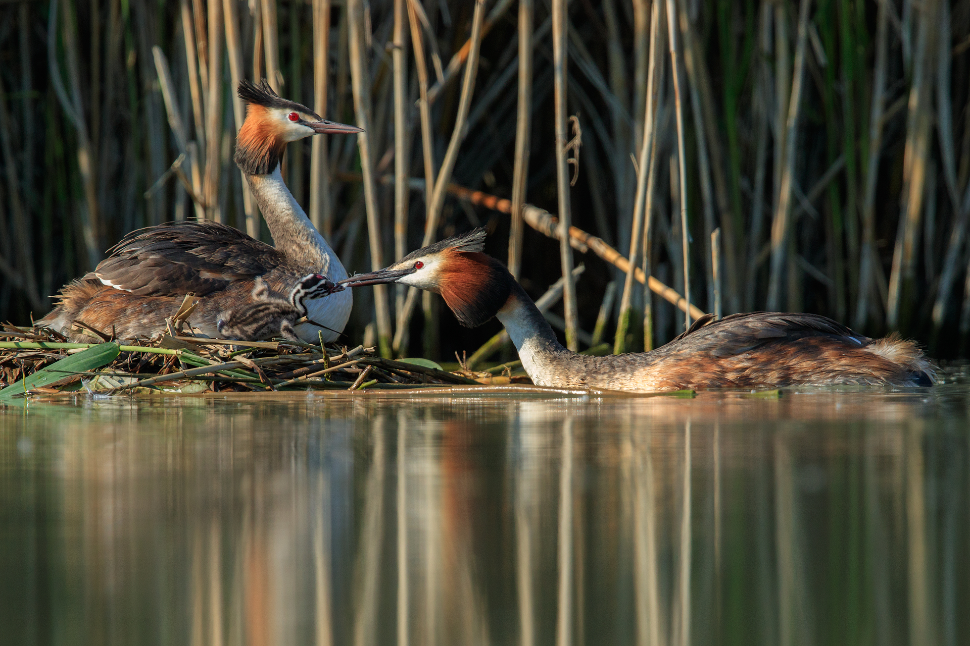 As a feast feast ... Greater Swings