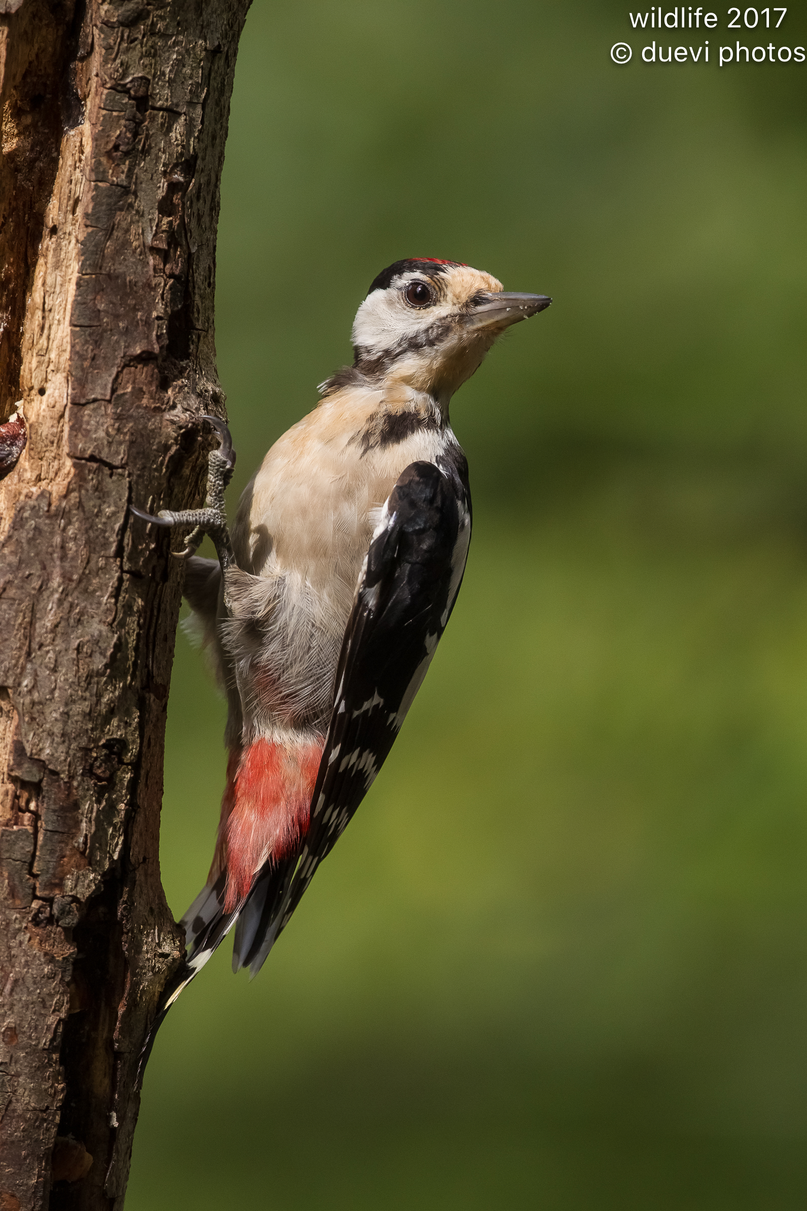 Big red woodpecker