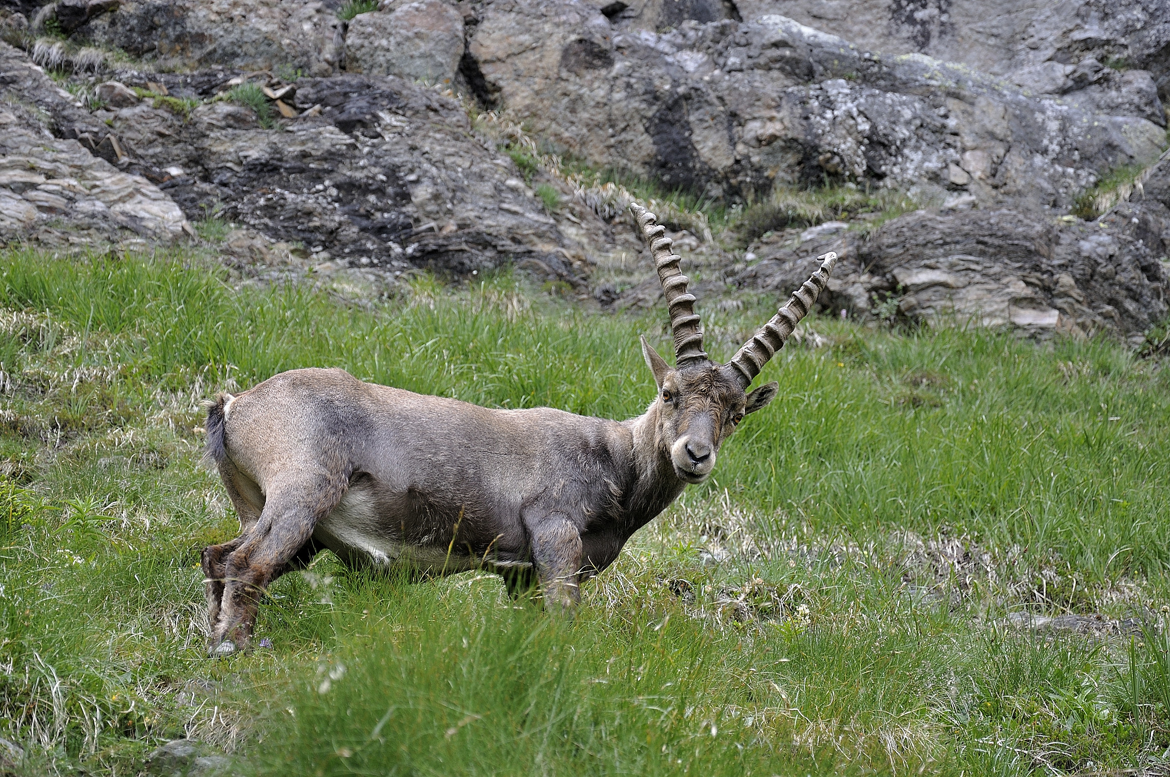 Stambecco on the Orobie