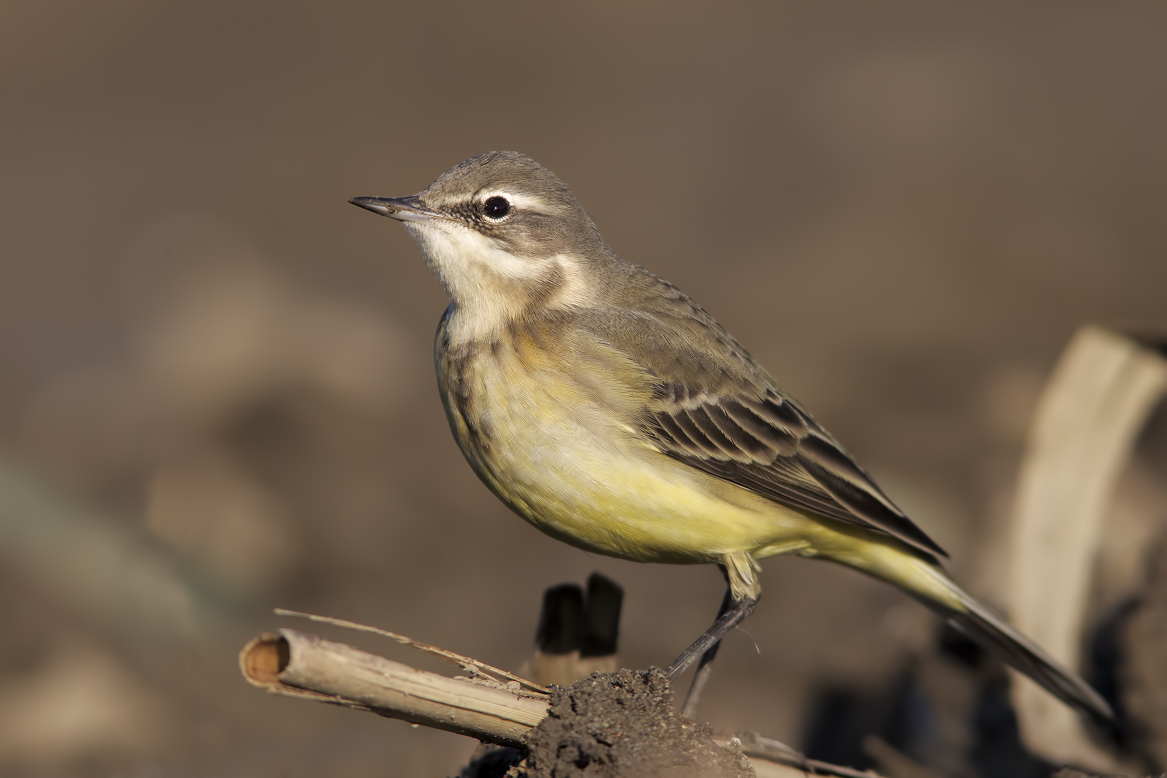 Il cannoniere ( Cutrettola )