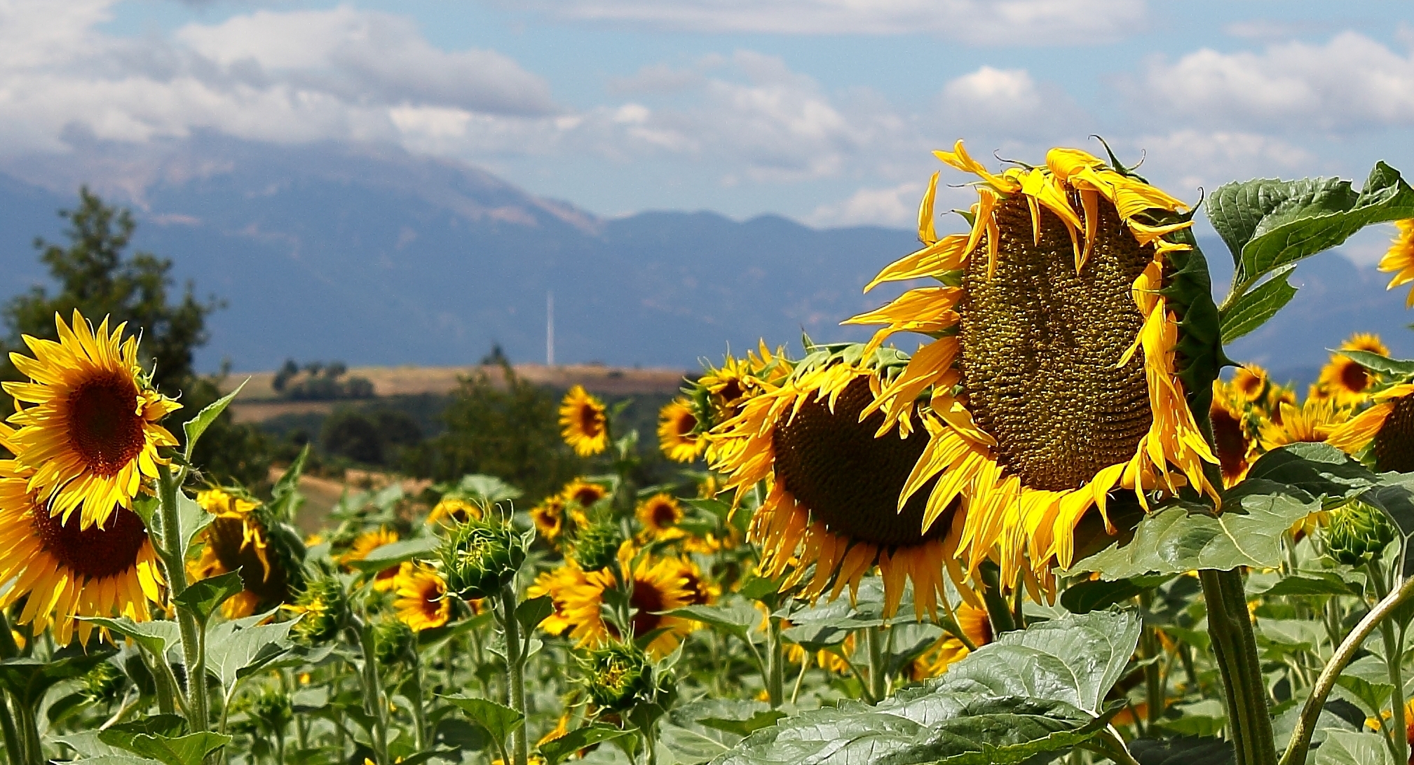 I go crazy for the "YELLOW"