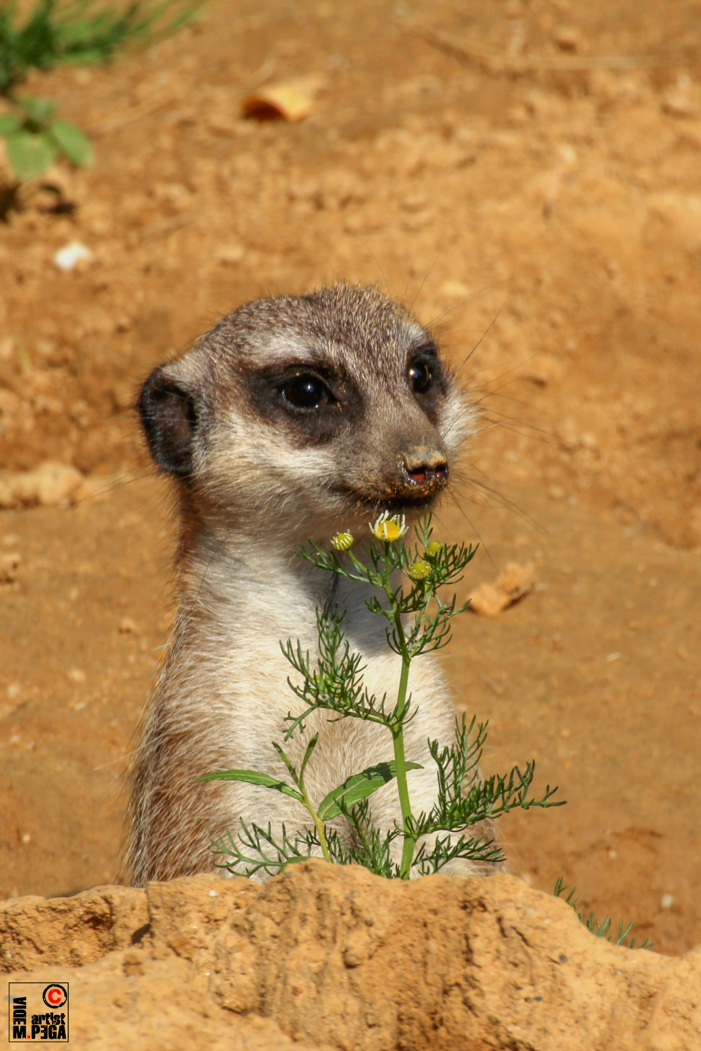 Erdmännchen im Kölner Zoo