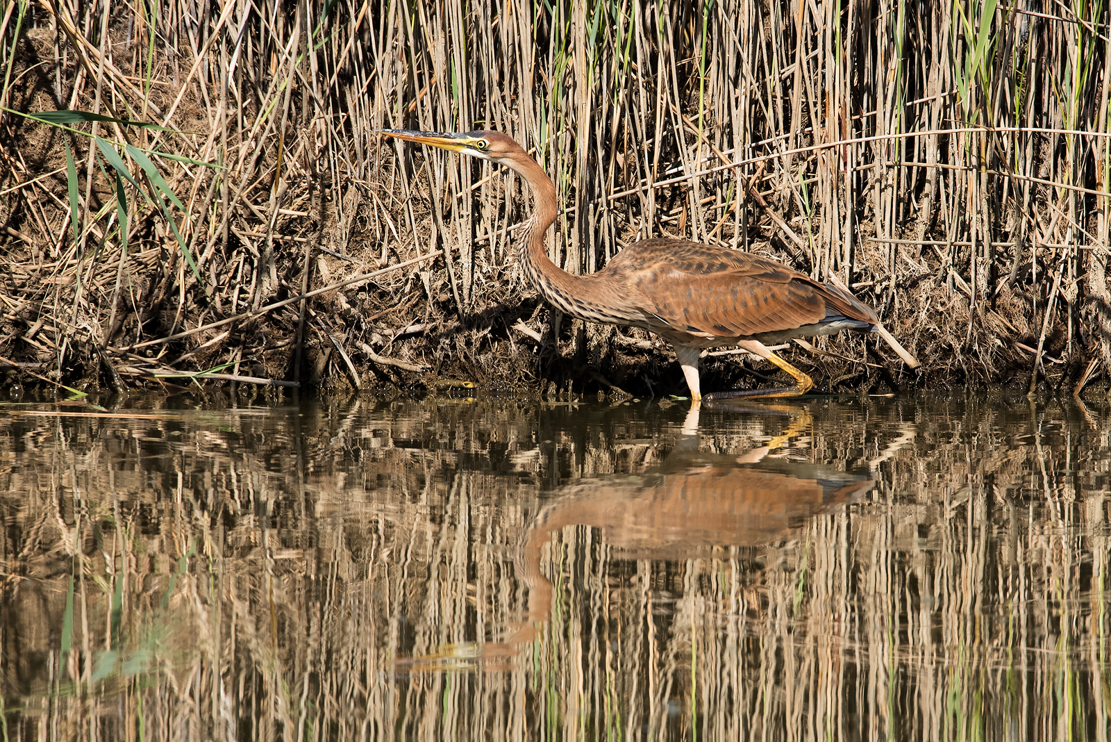 Giovane Airone rosso