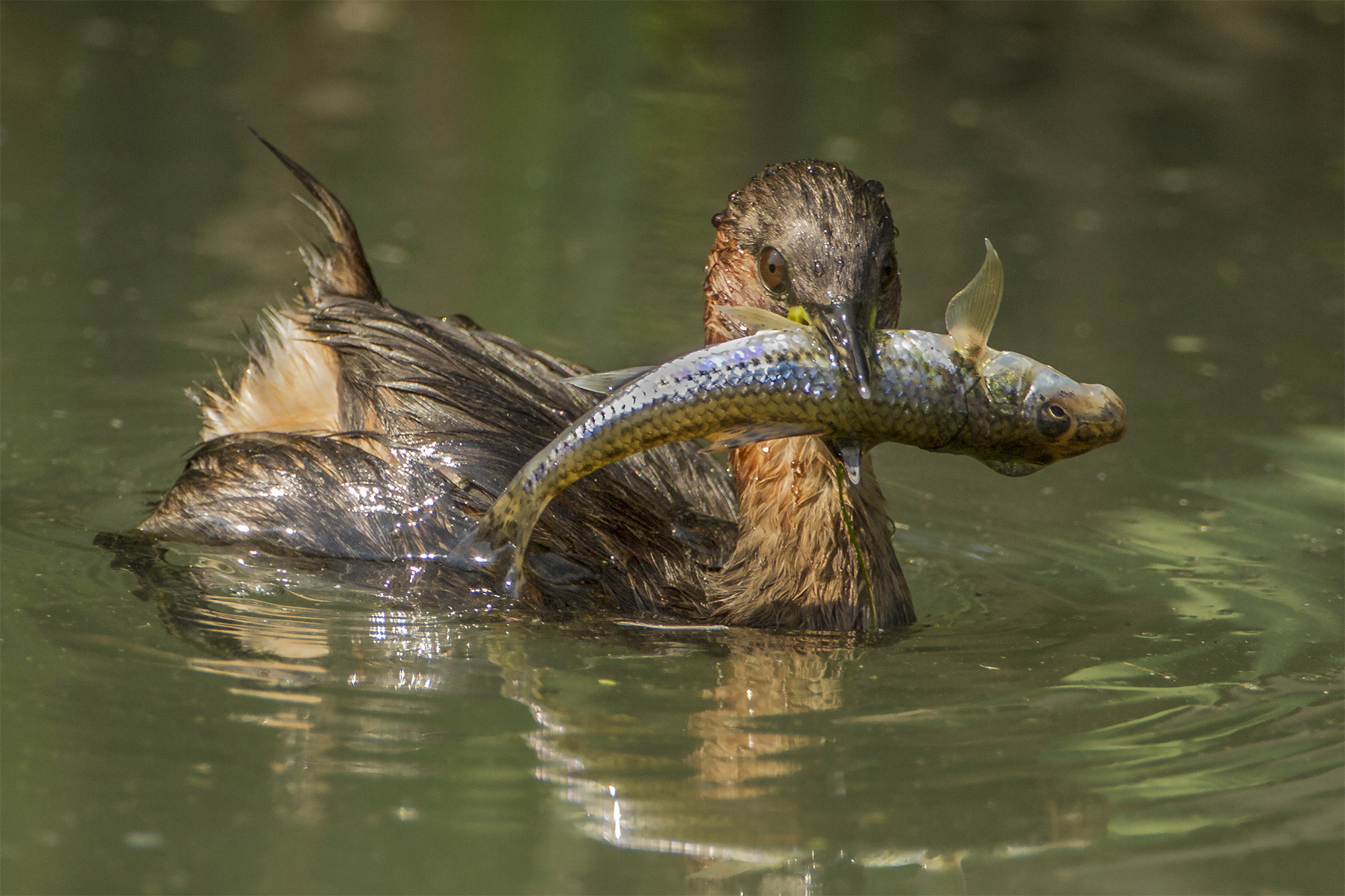 stavolta mi sa che il tuffetto non ha preso le misure..