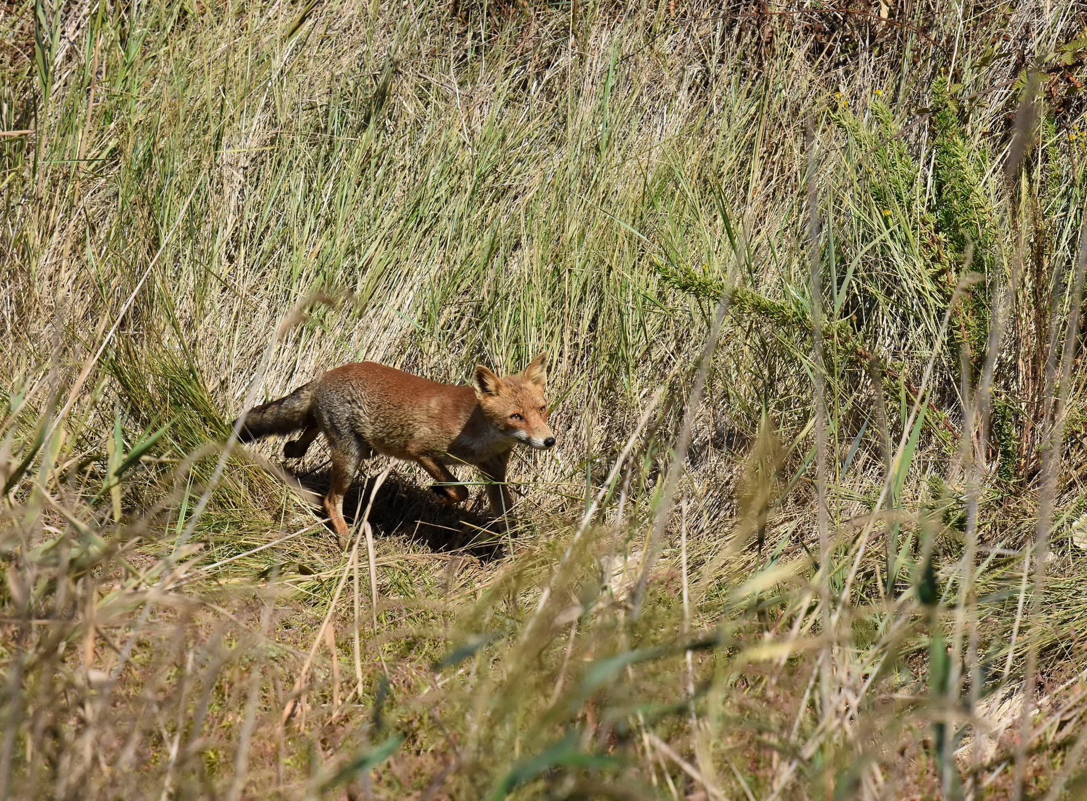 A very fast pass ...