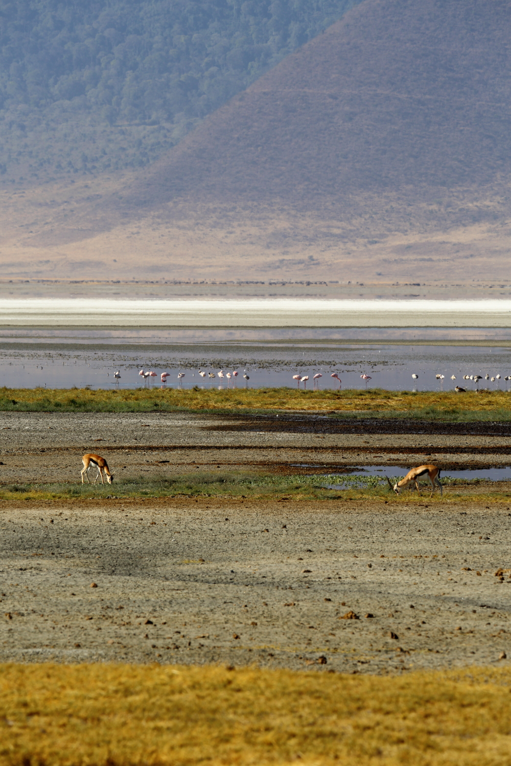 NgoroNgoro