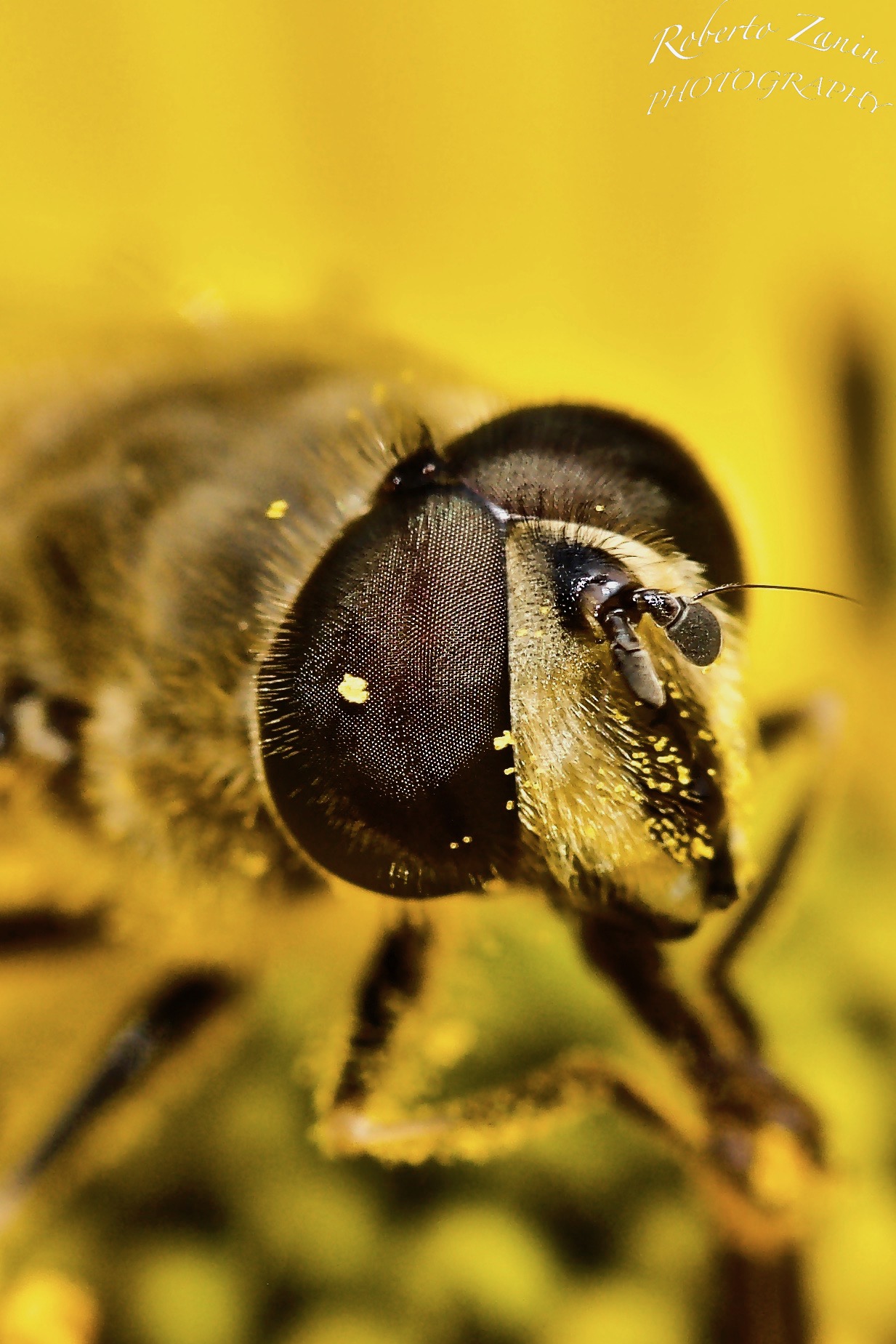 Close Encounters ...... of my kind