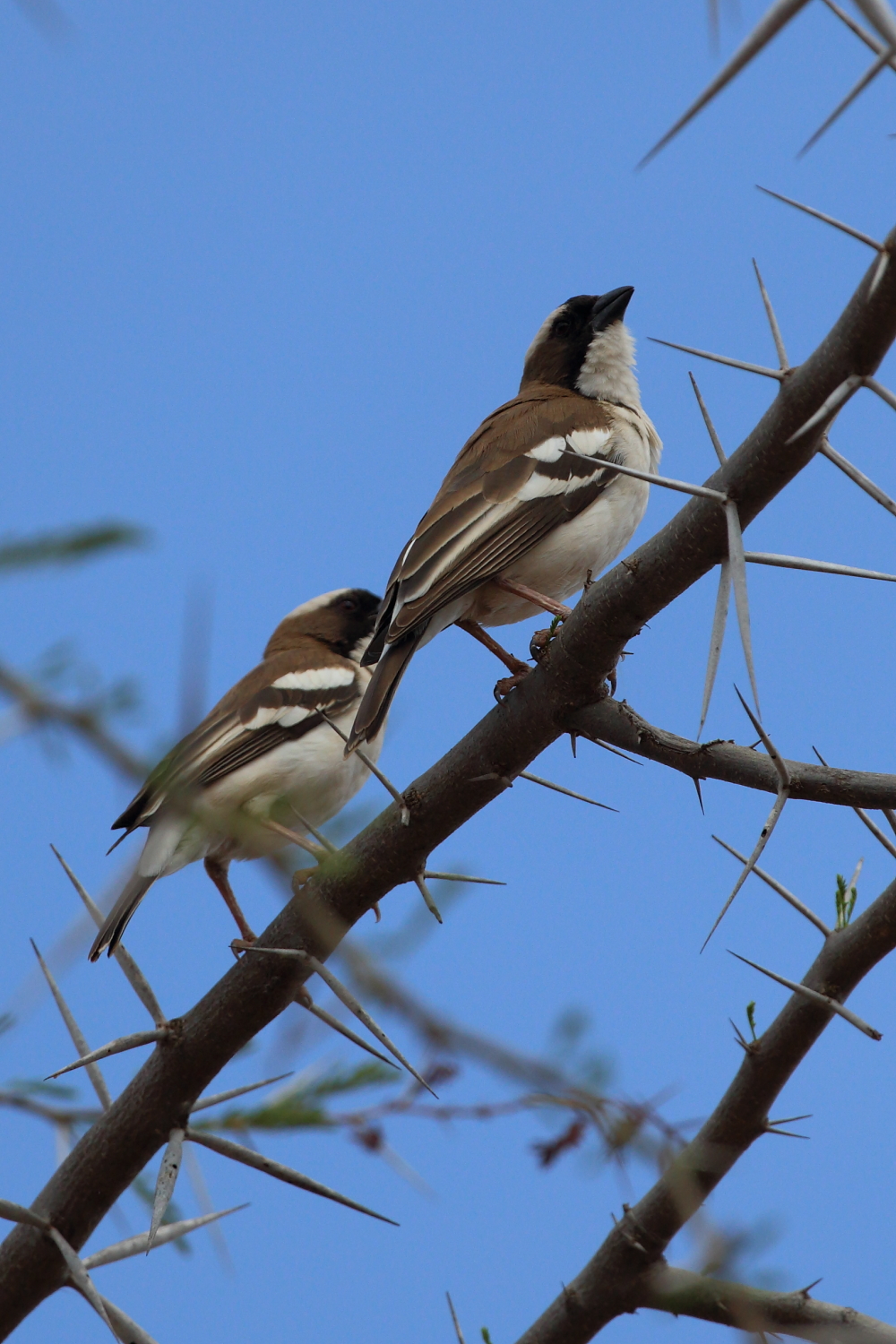 Passero Tessitore dal Sopracciglio Bianco
