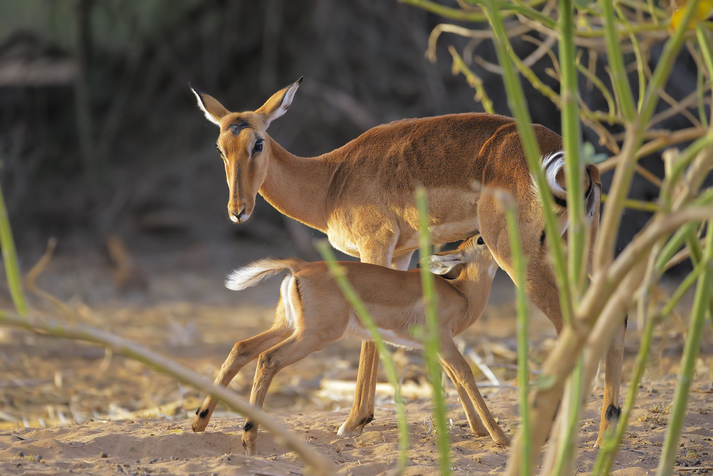 Ti voglio bene mamma