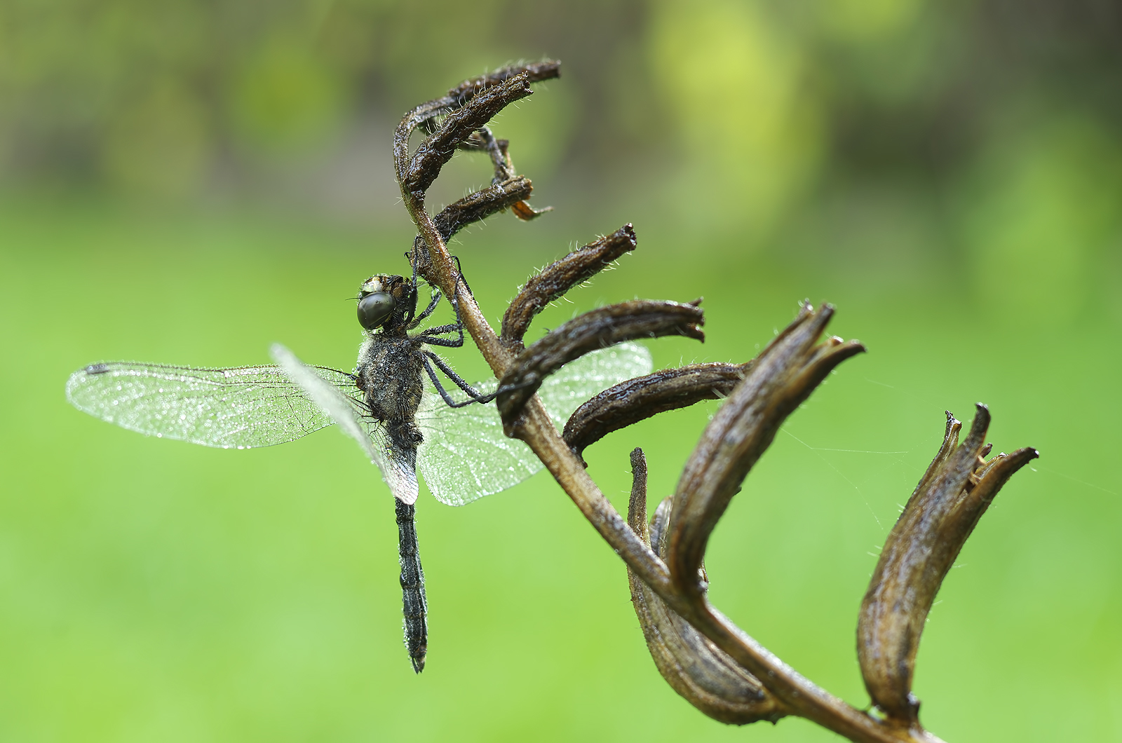 Sympetrum danae